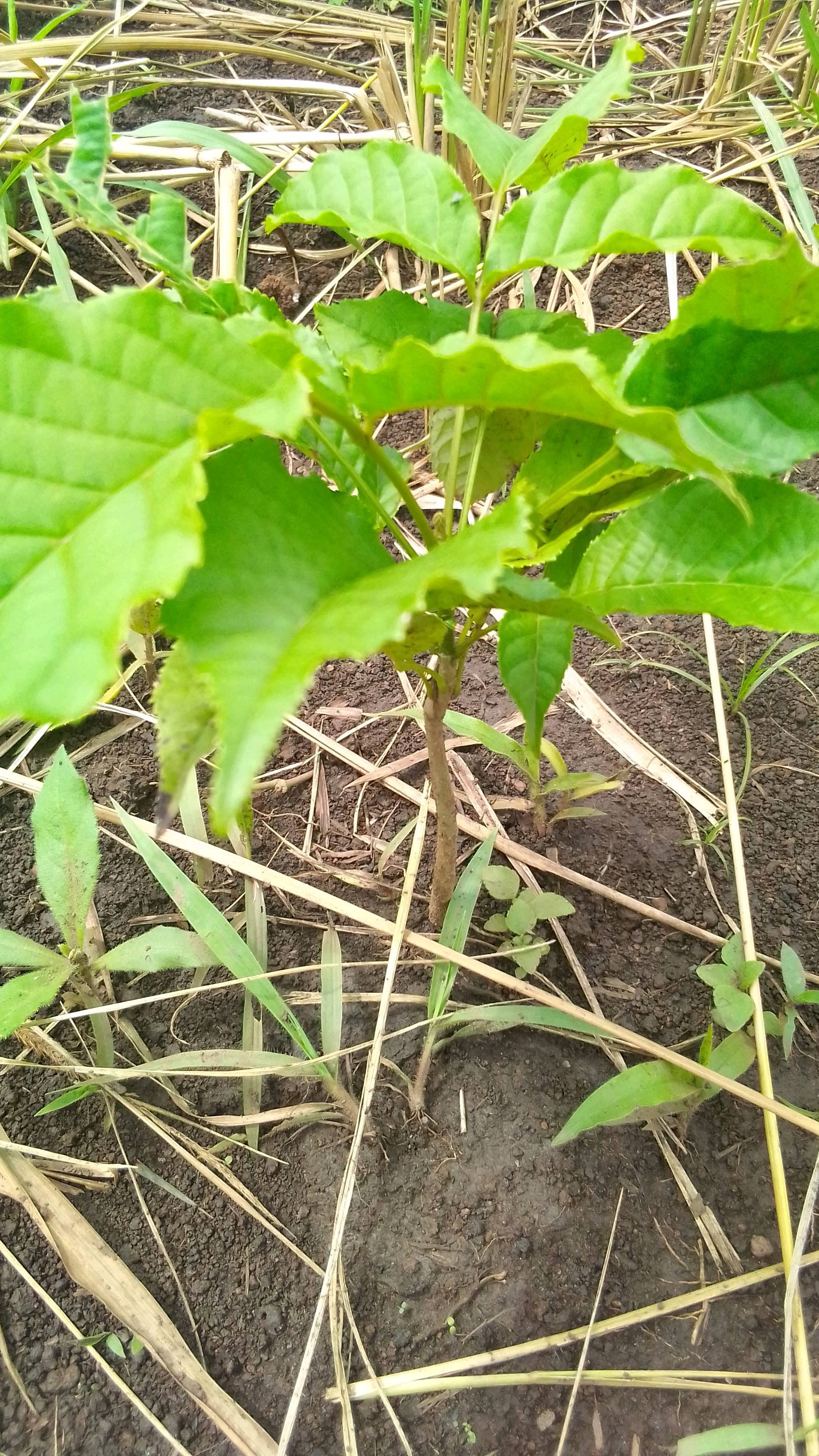 tree