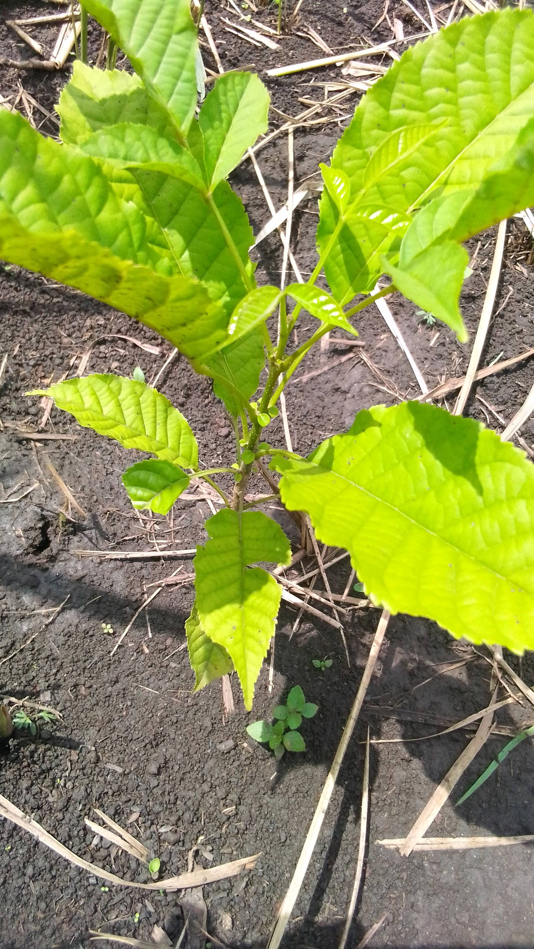 tree