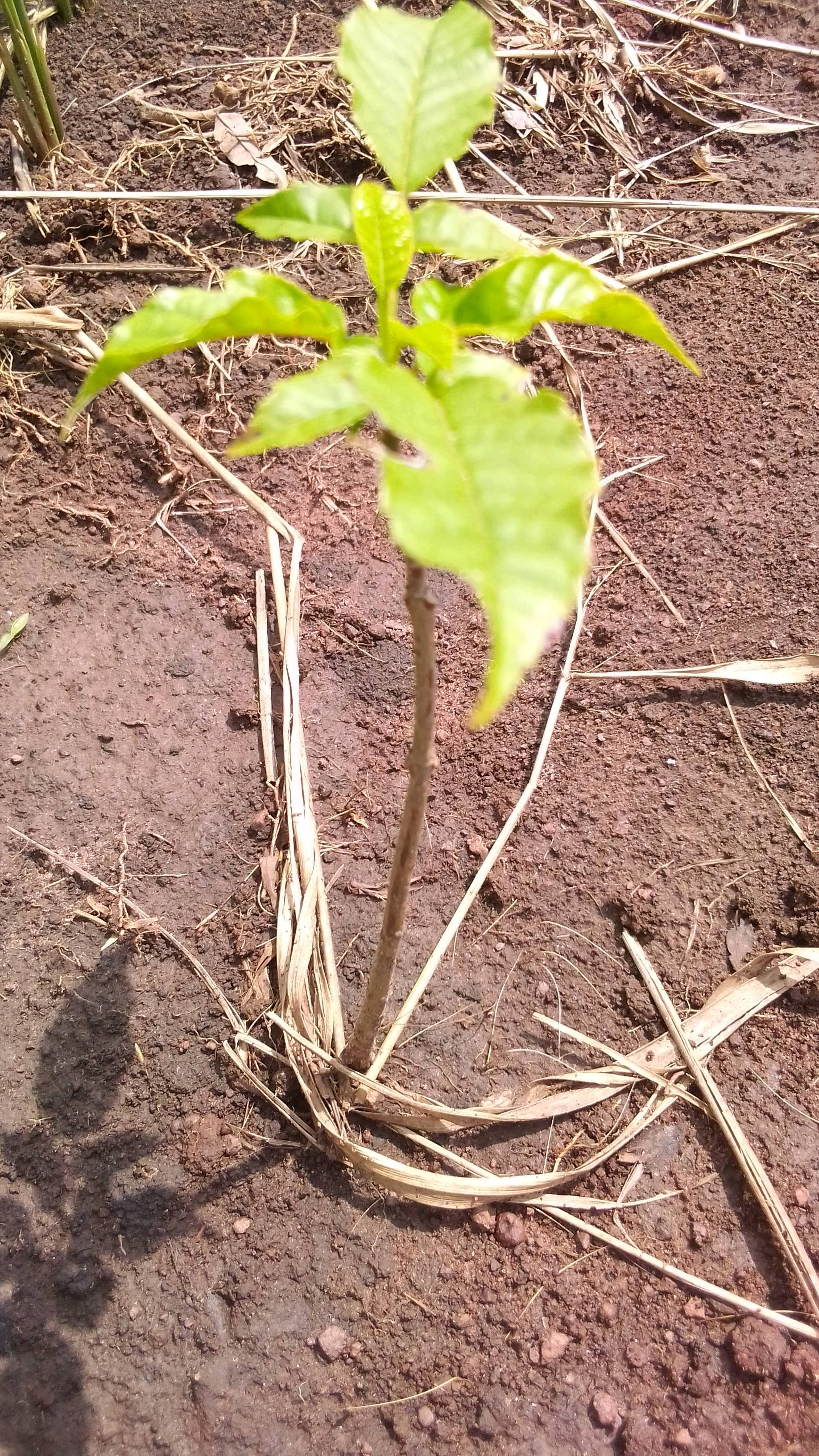 tree