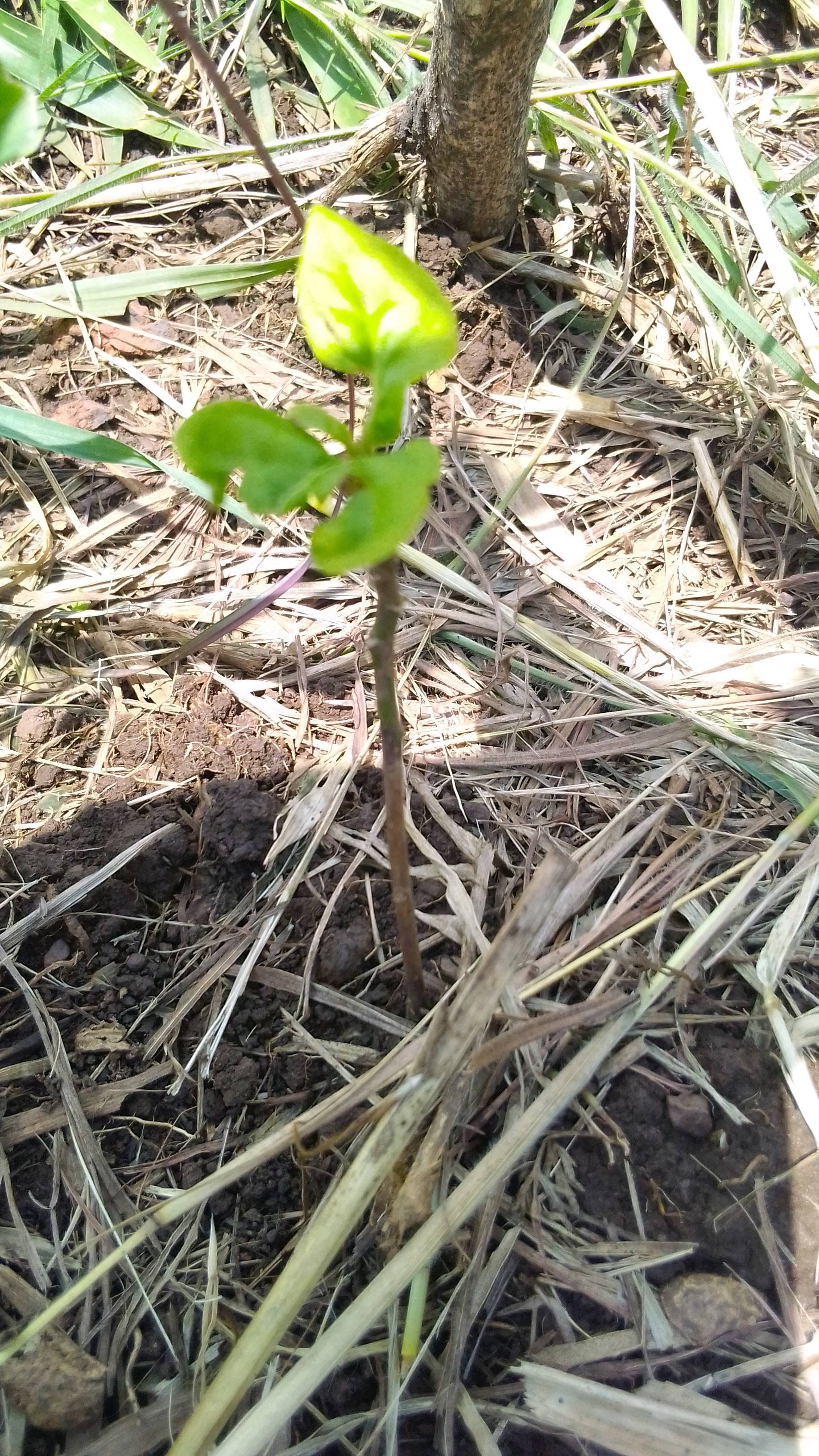 tree