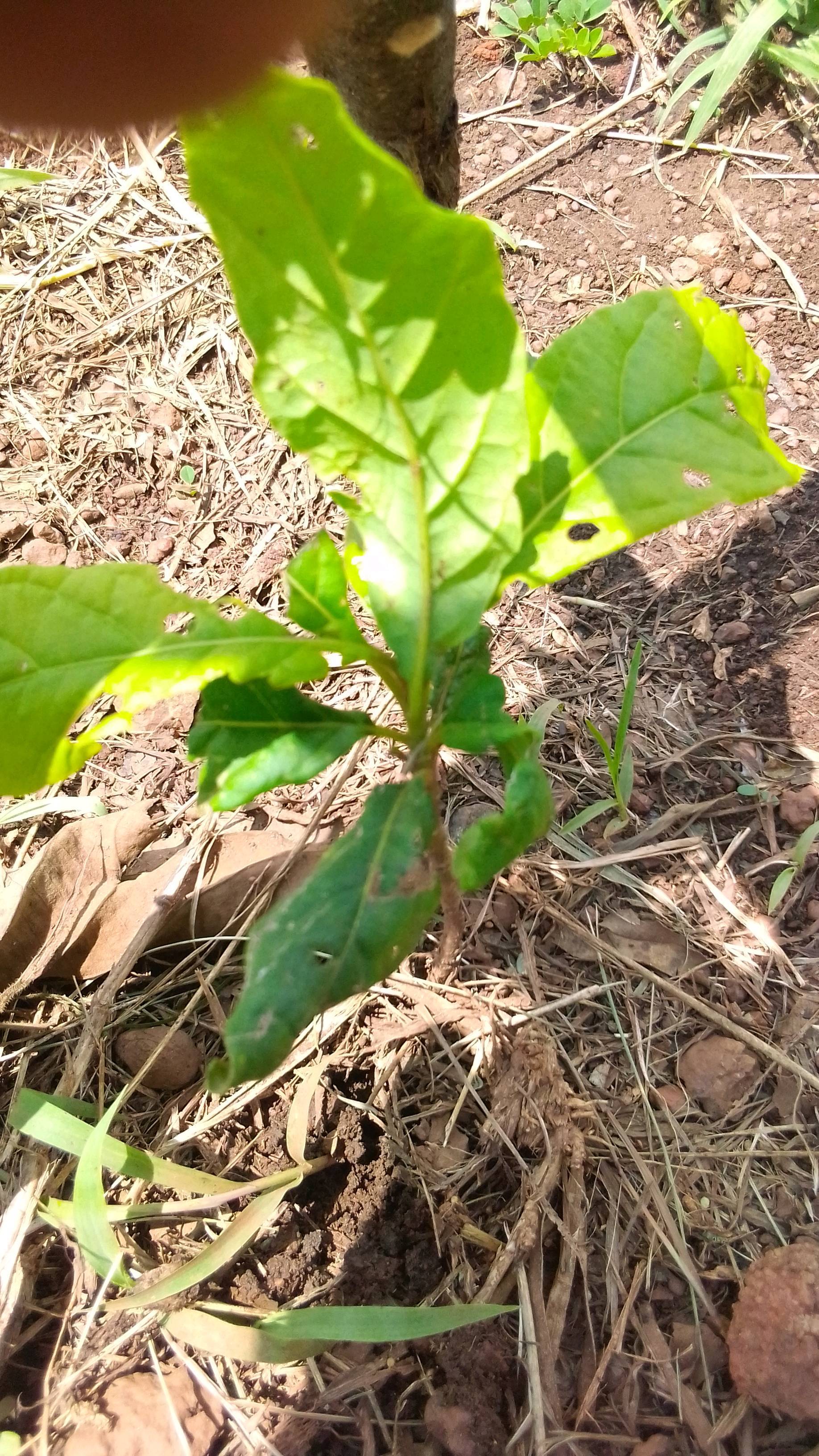 tree