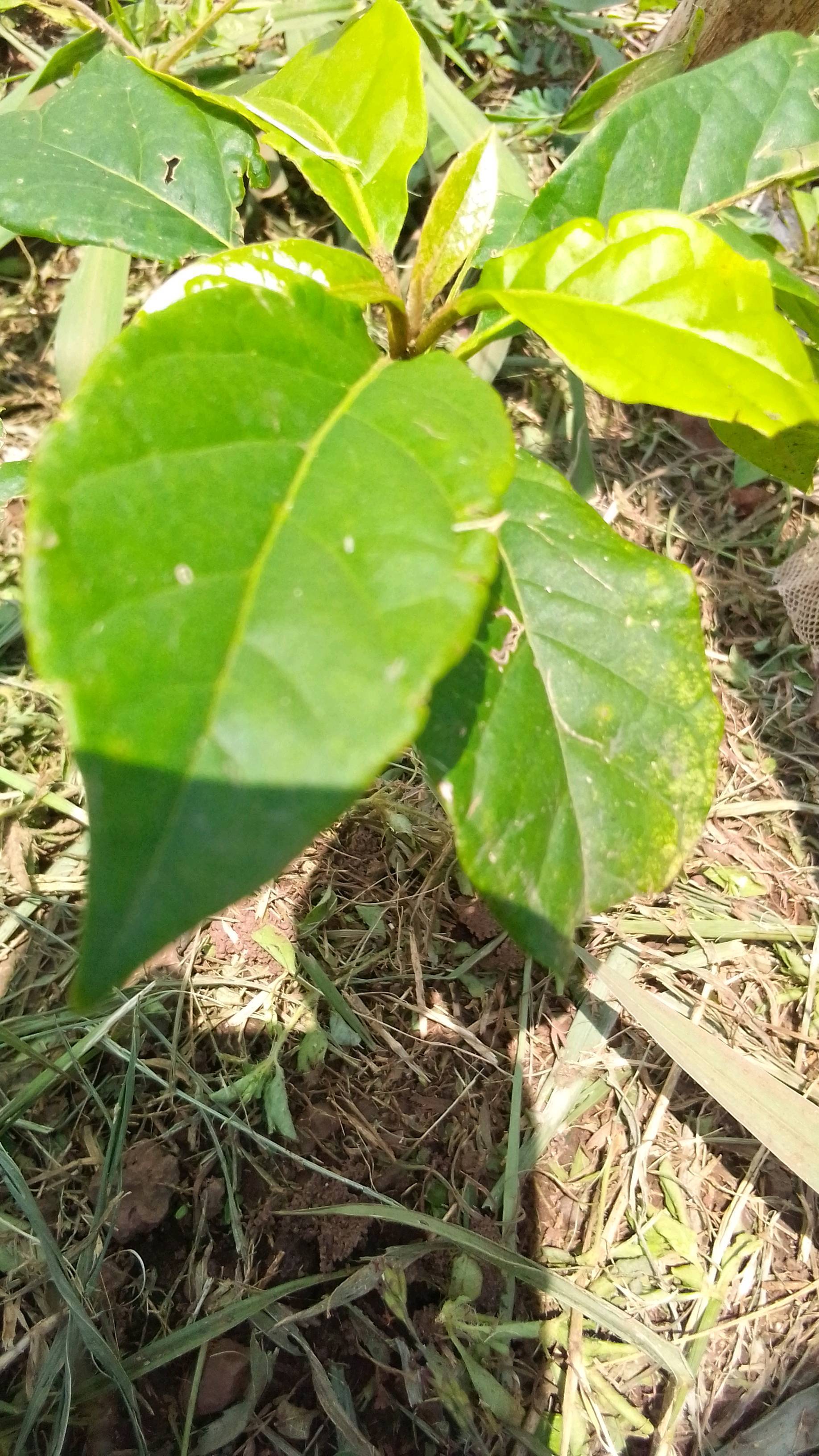 tree