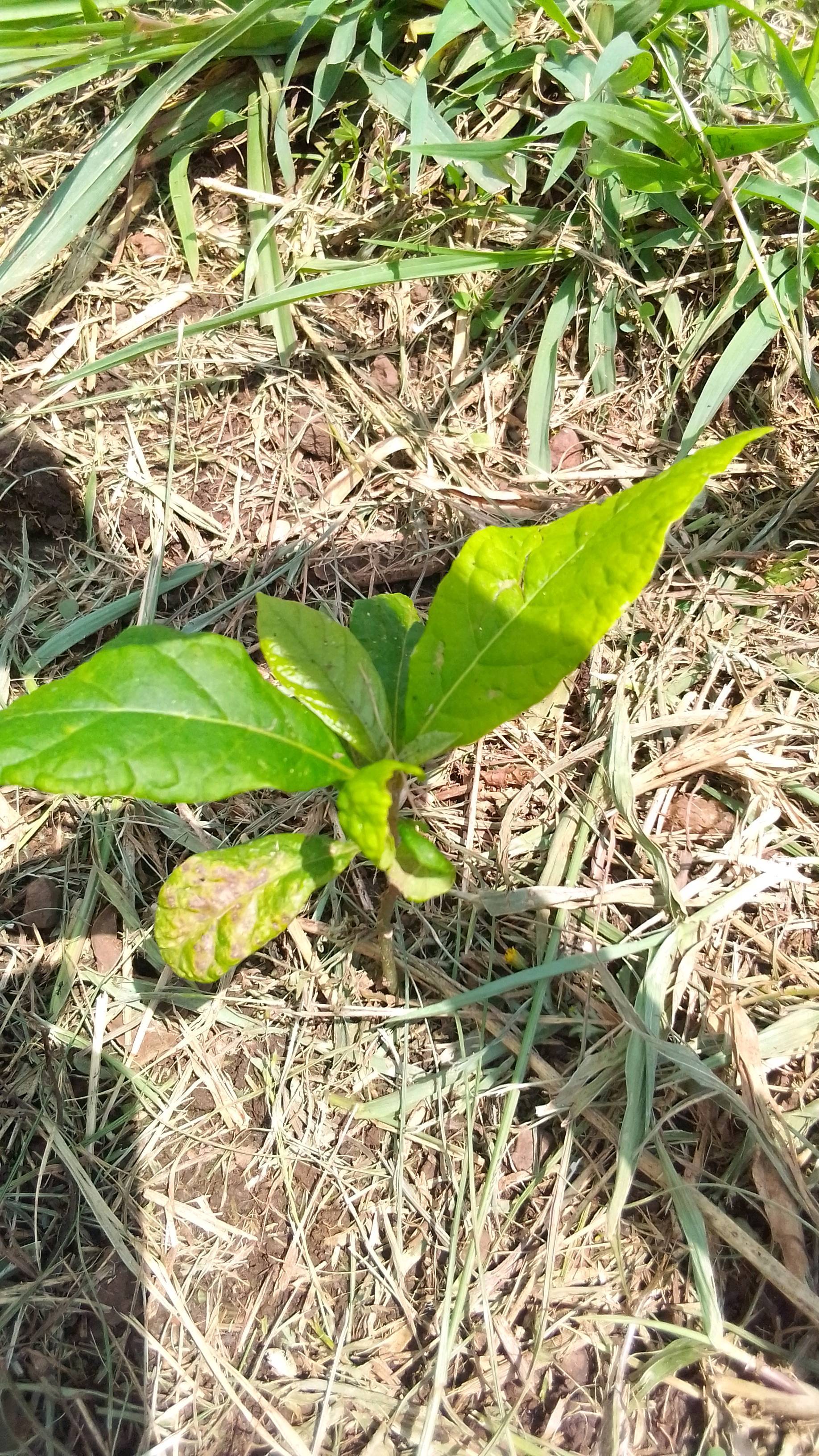 tree