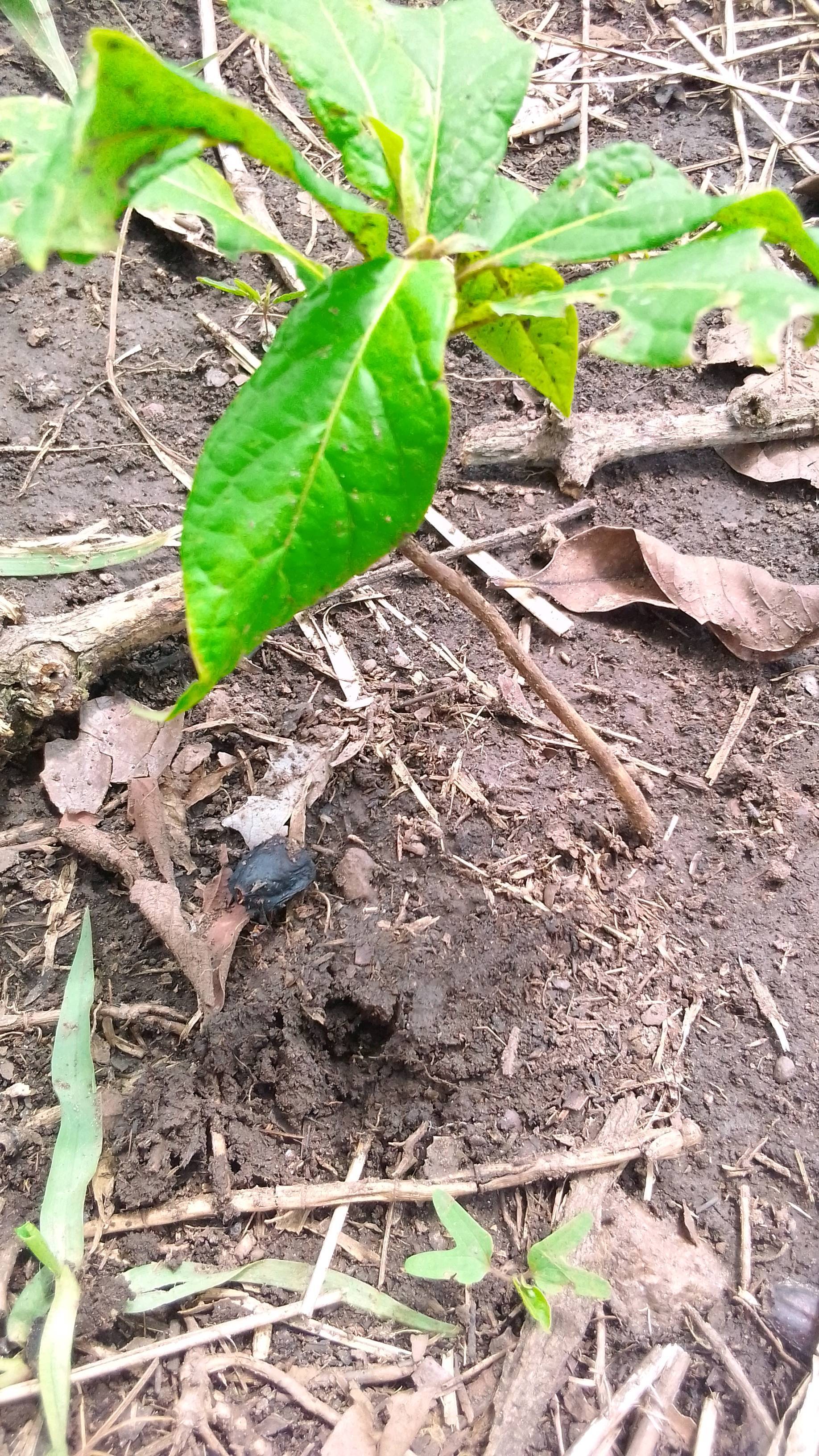 tree