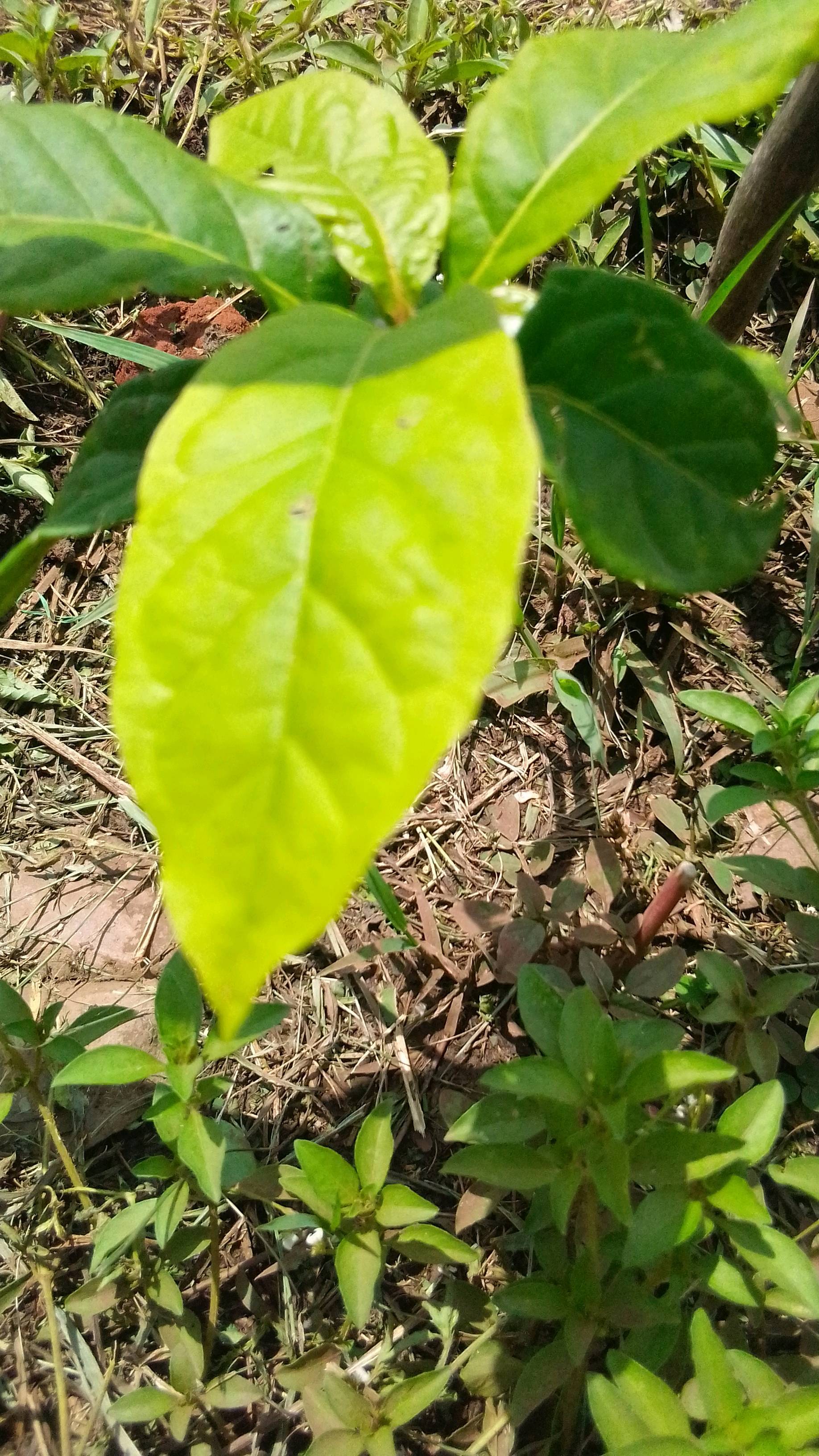 tree