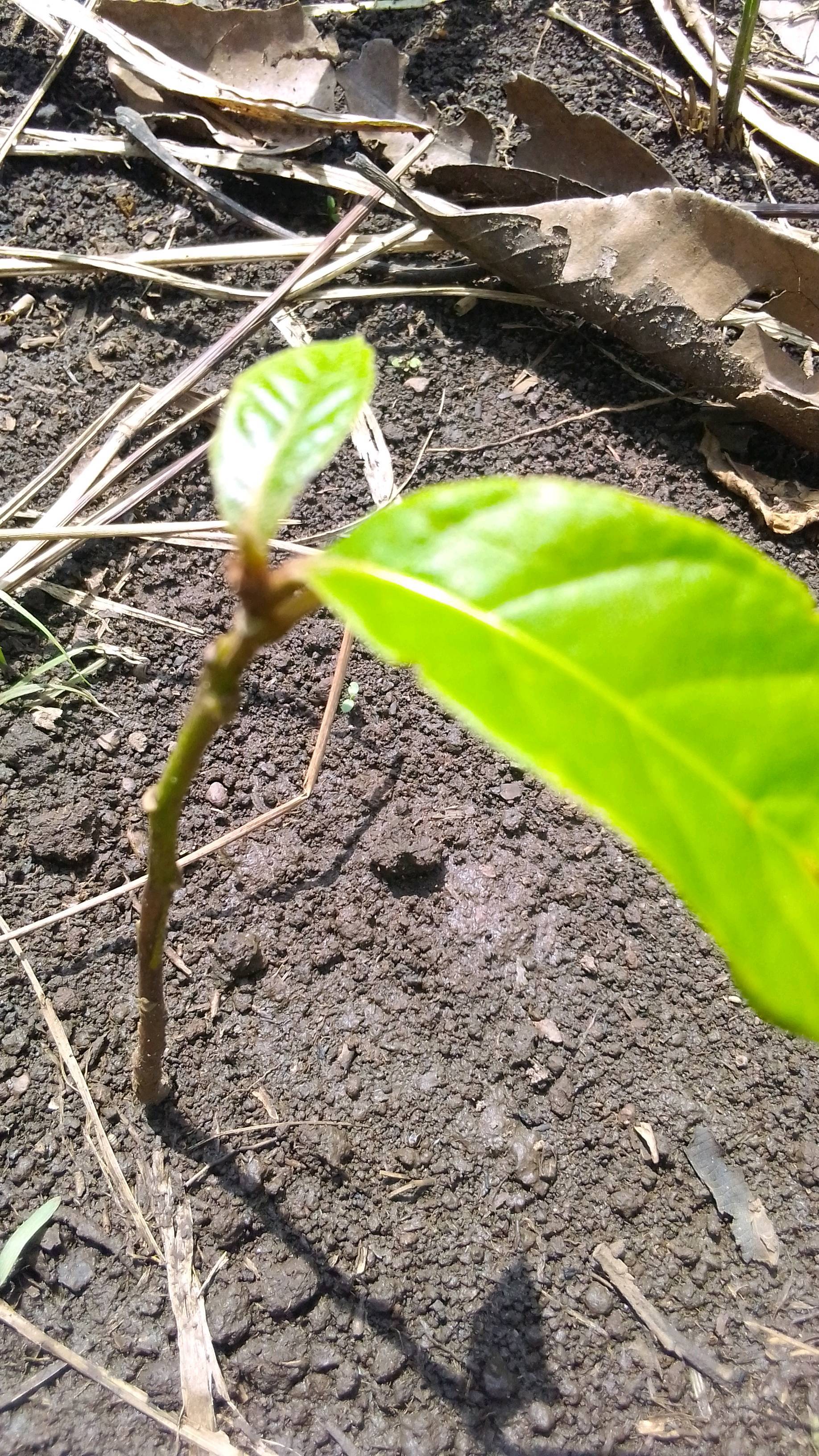 tree