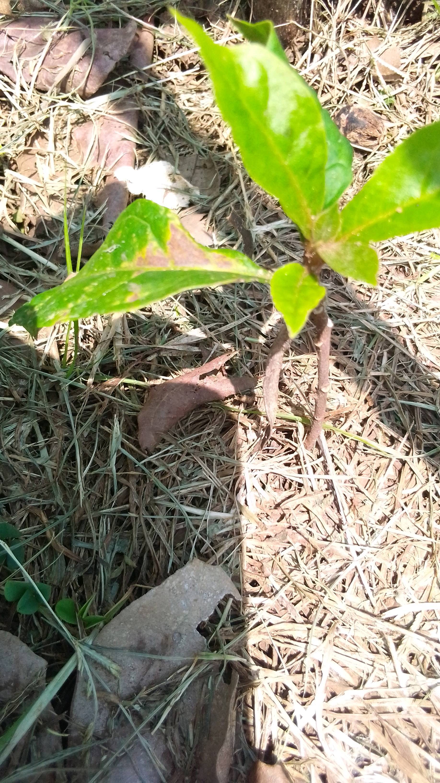tree