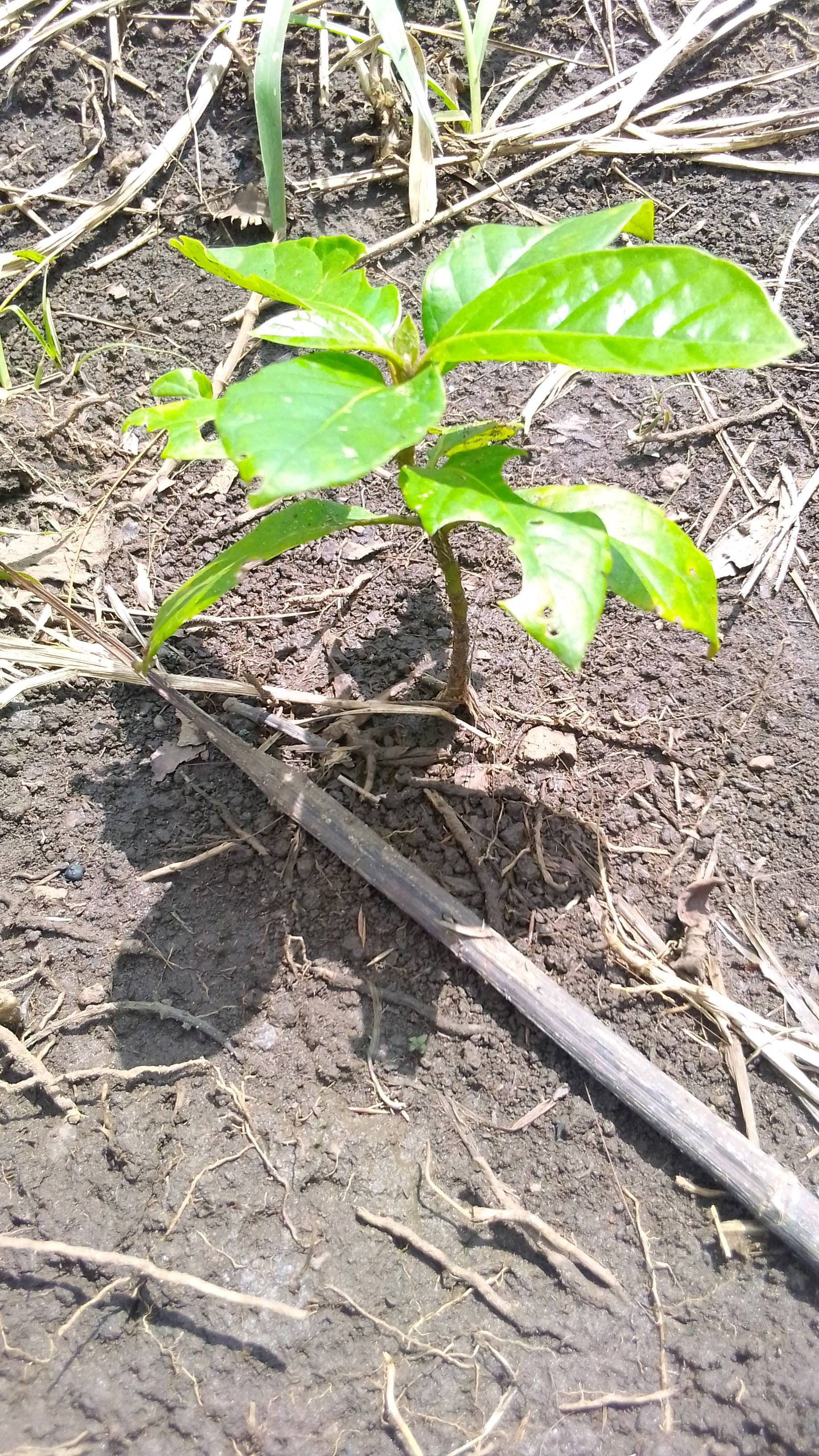 tree