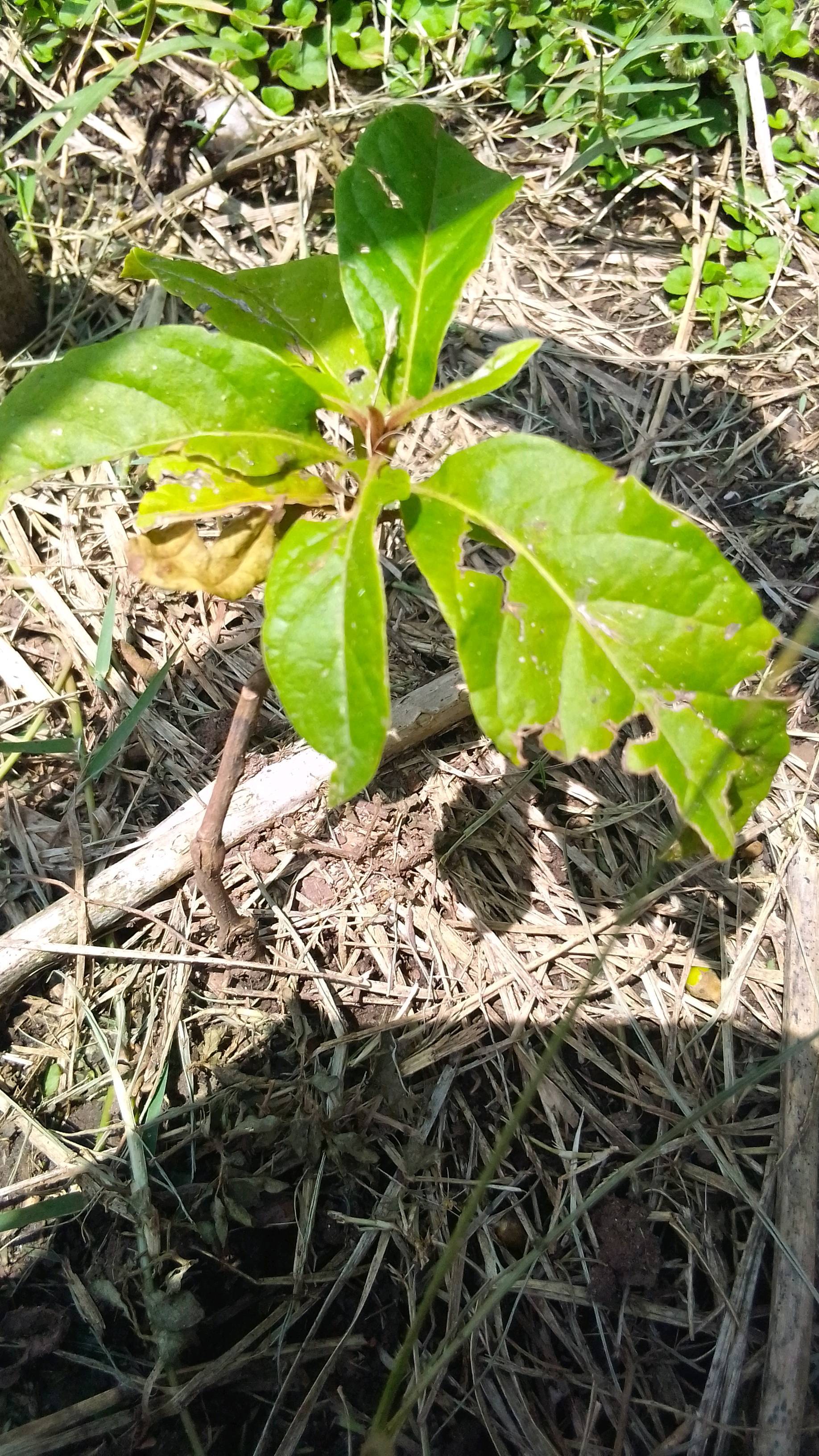 tree