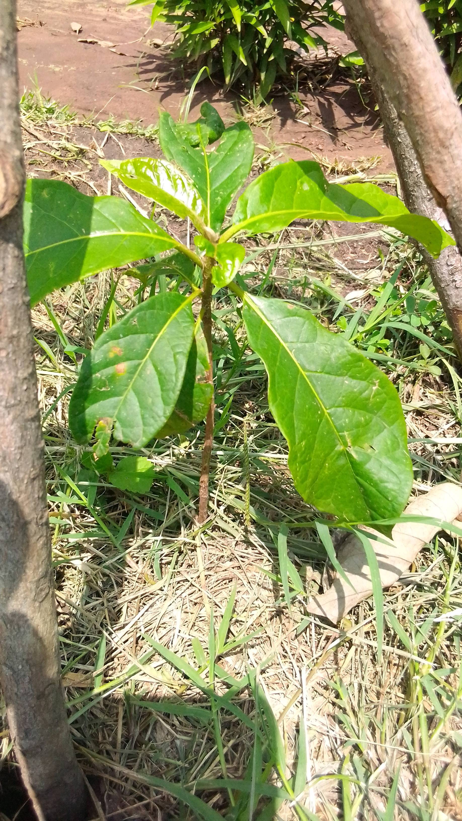 tree