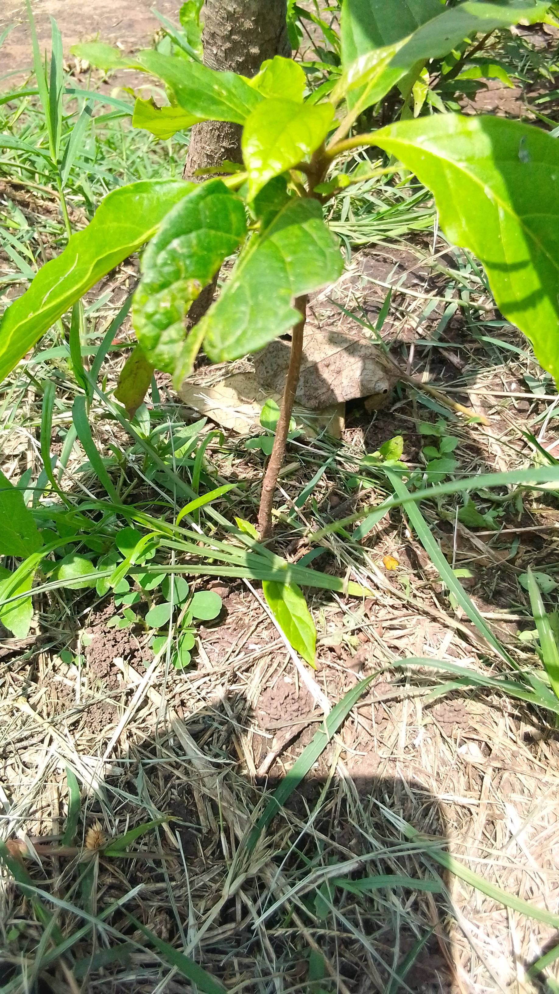 tree
