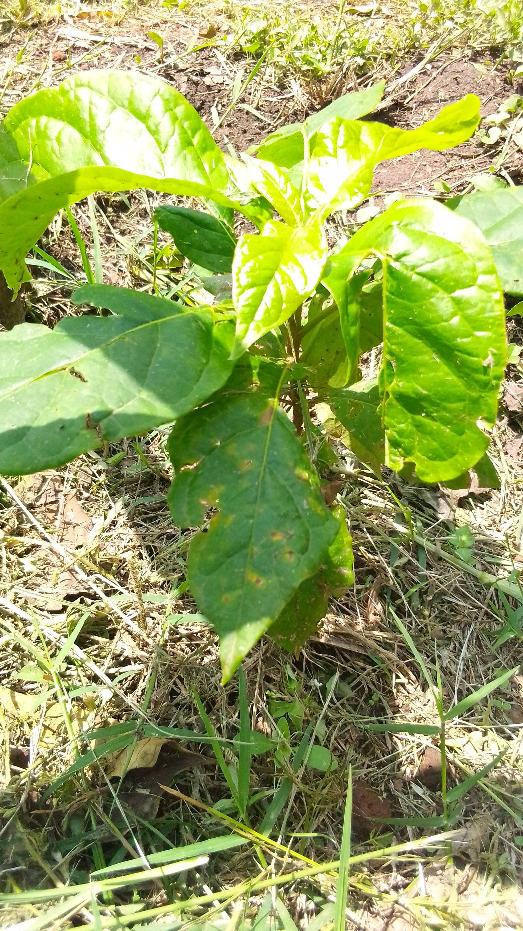 tree