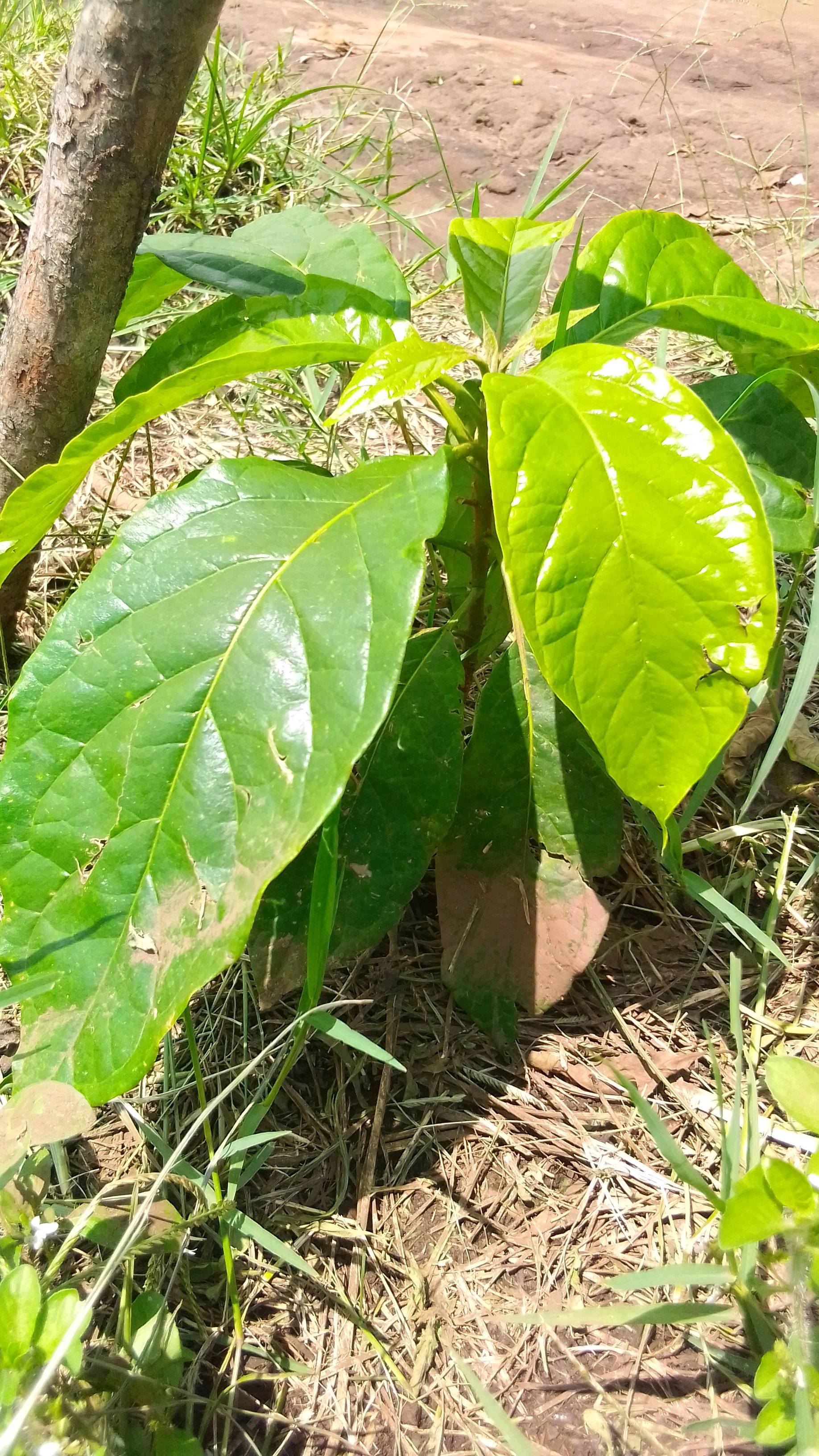 tree