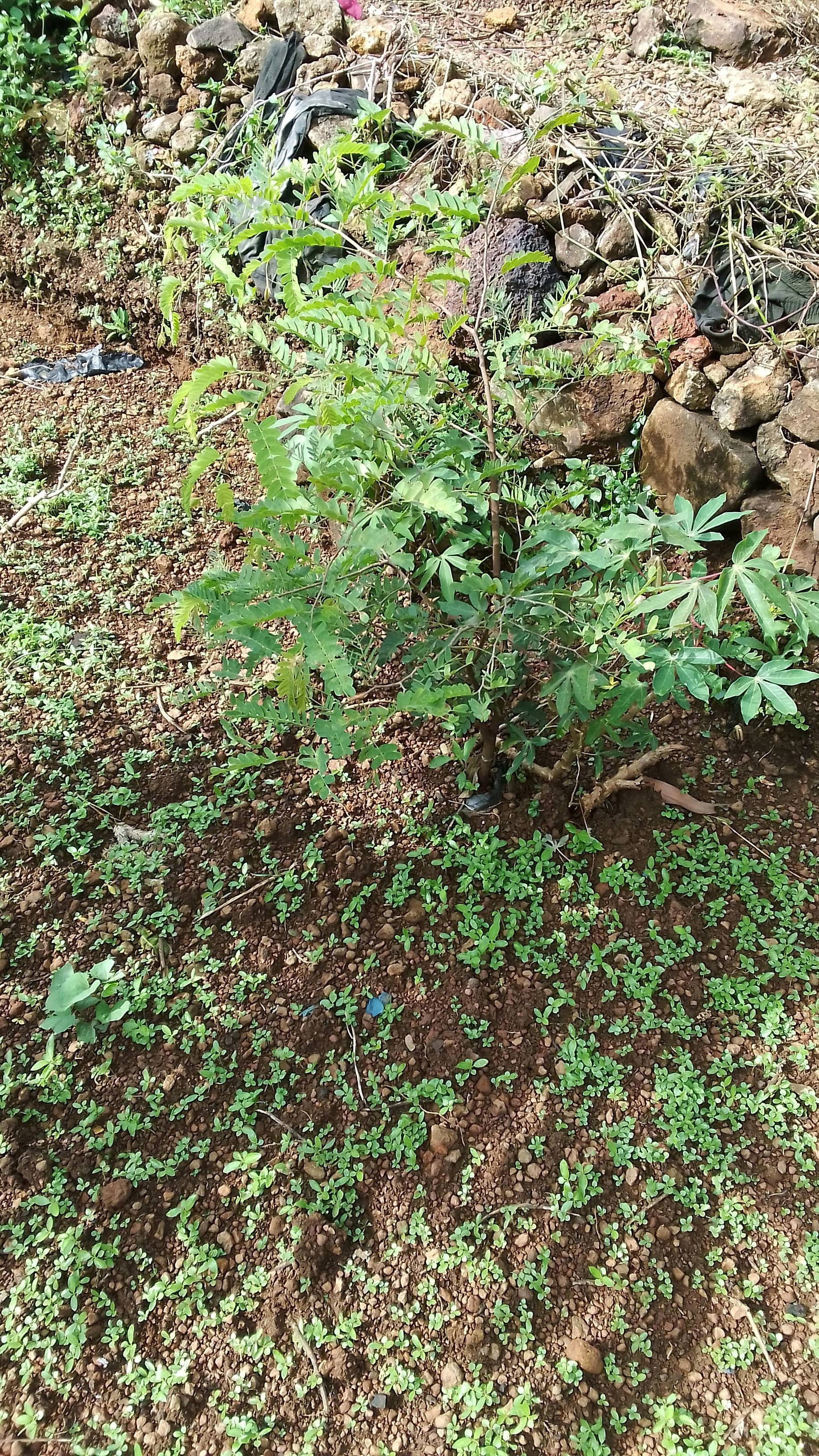 tree