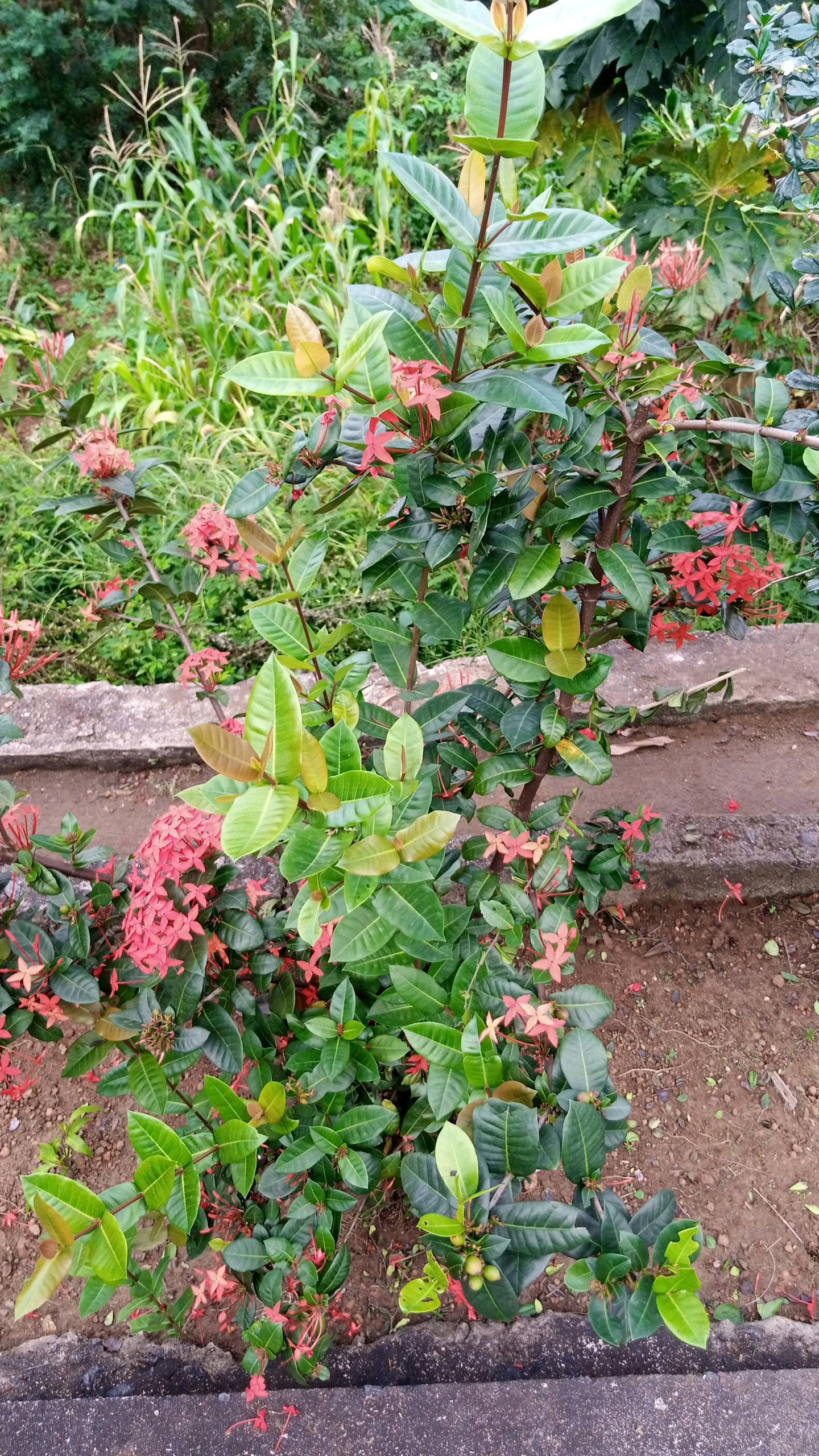 tree