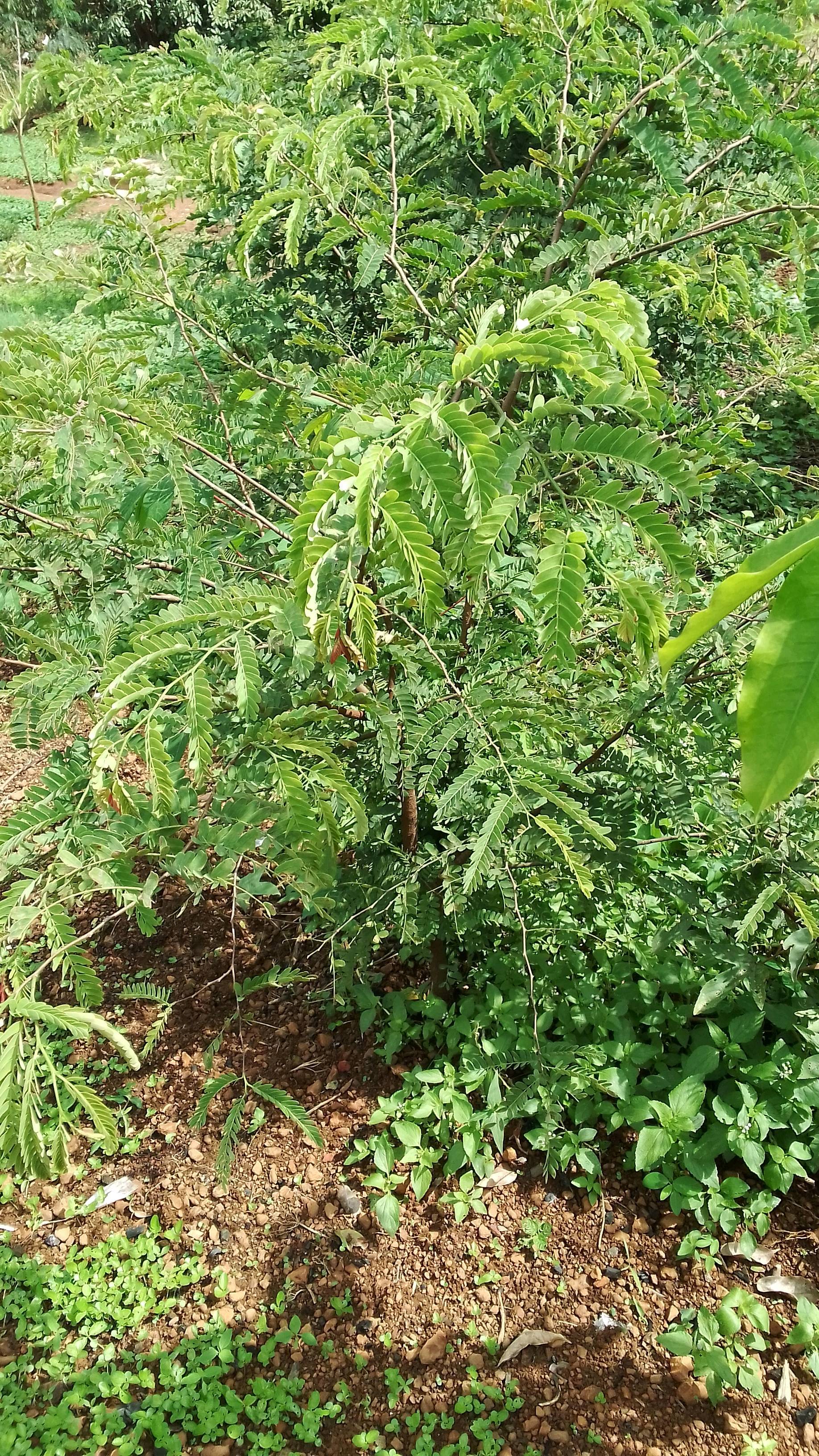tree