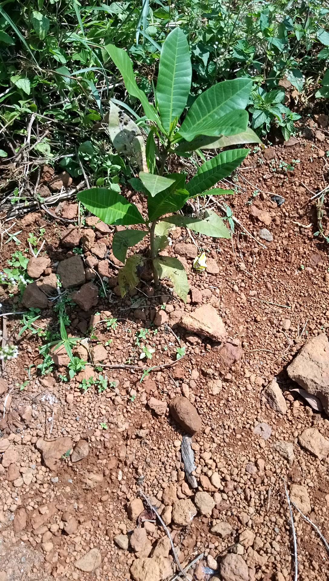 tree