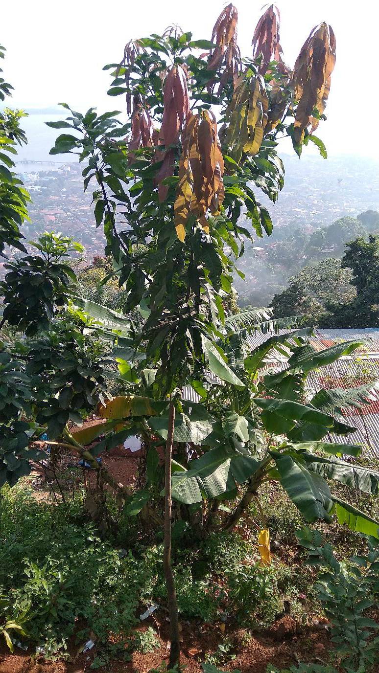 tree