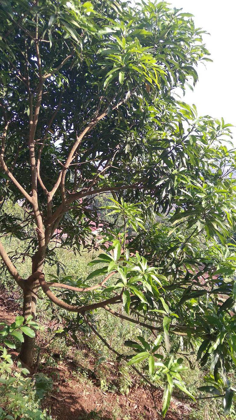 tree