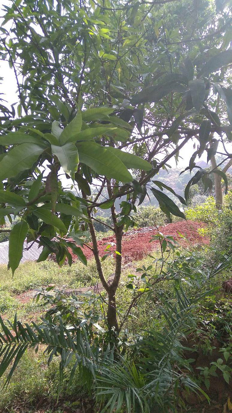tree