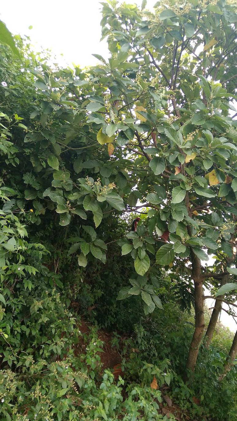 tree
