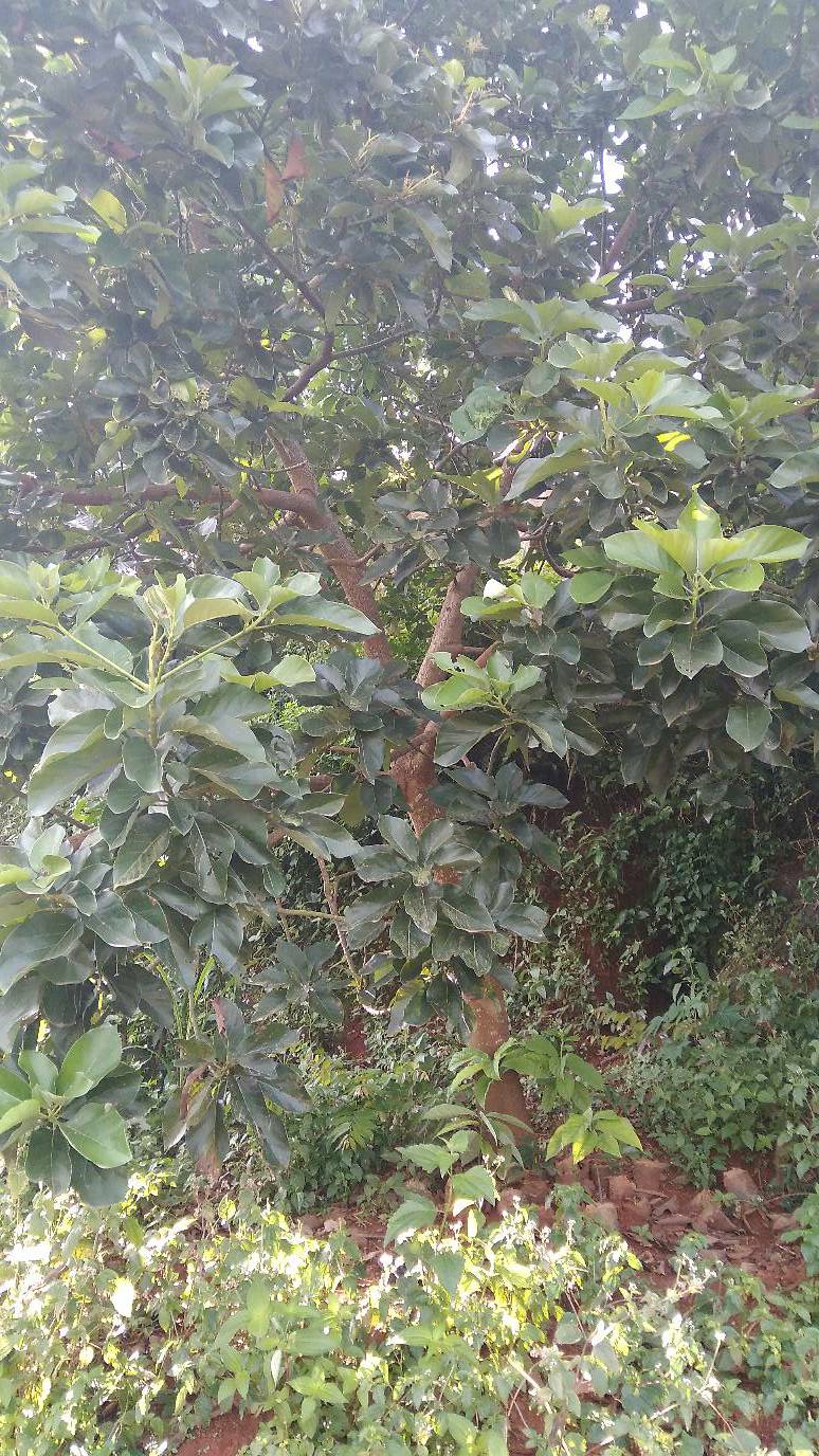 tree