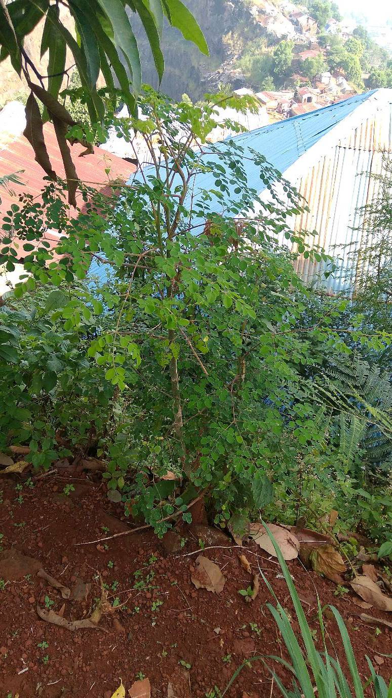 tree