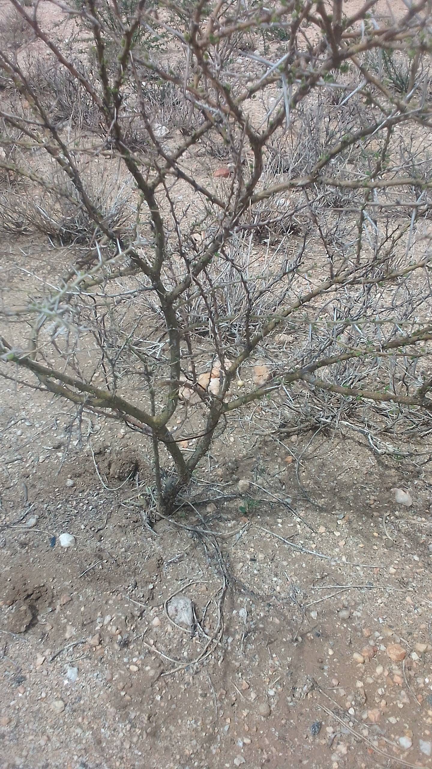 tree