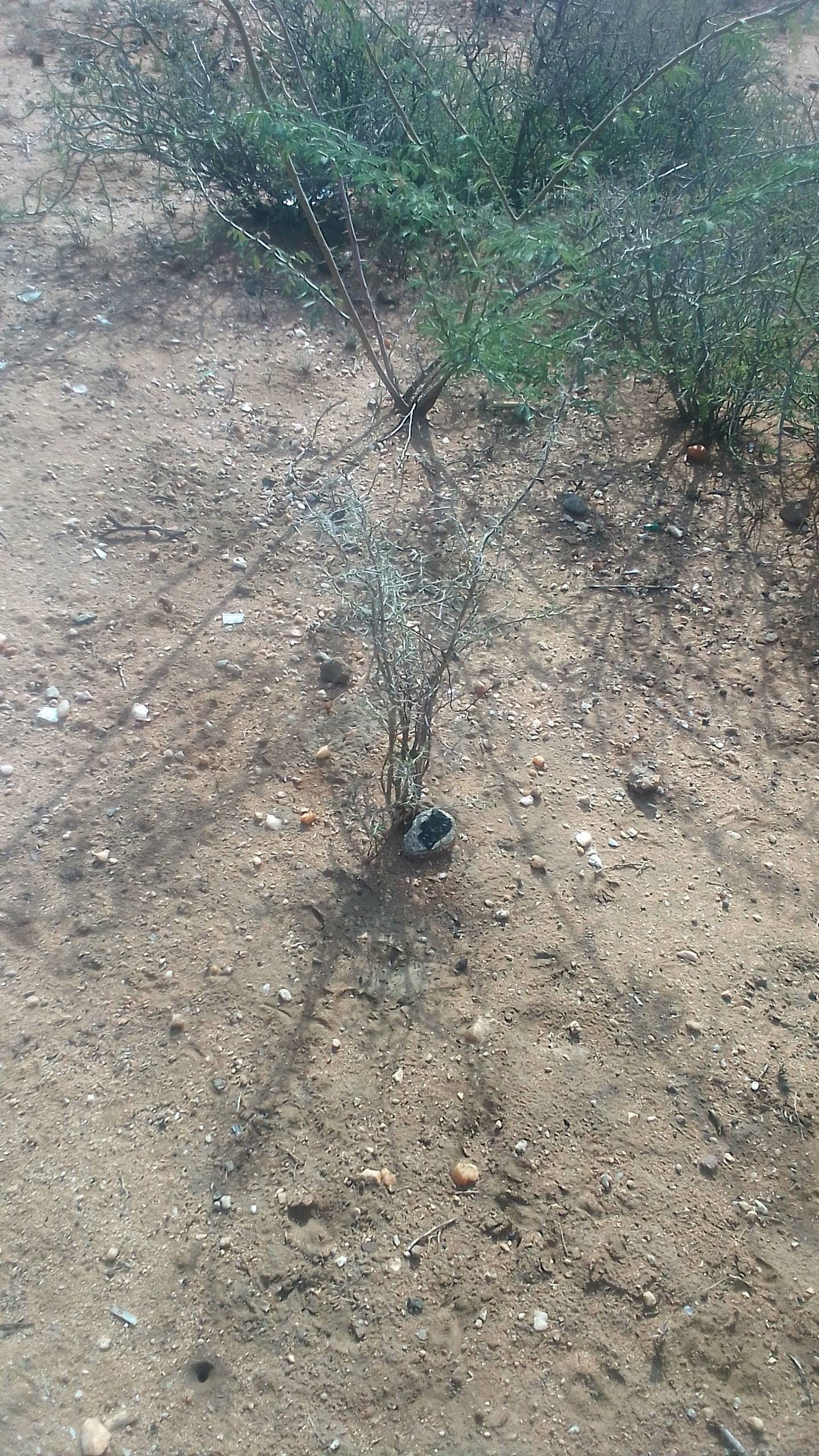 tree
