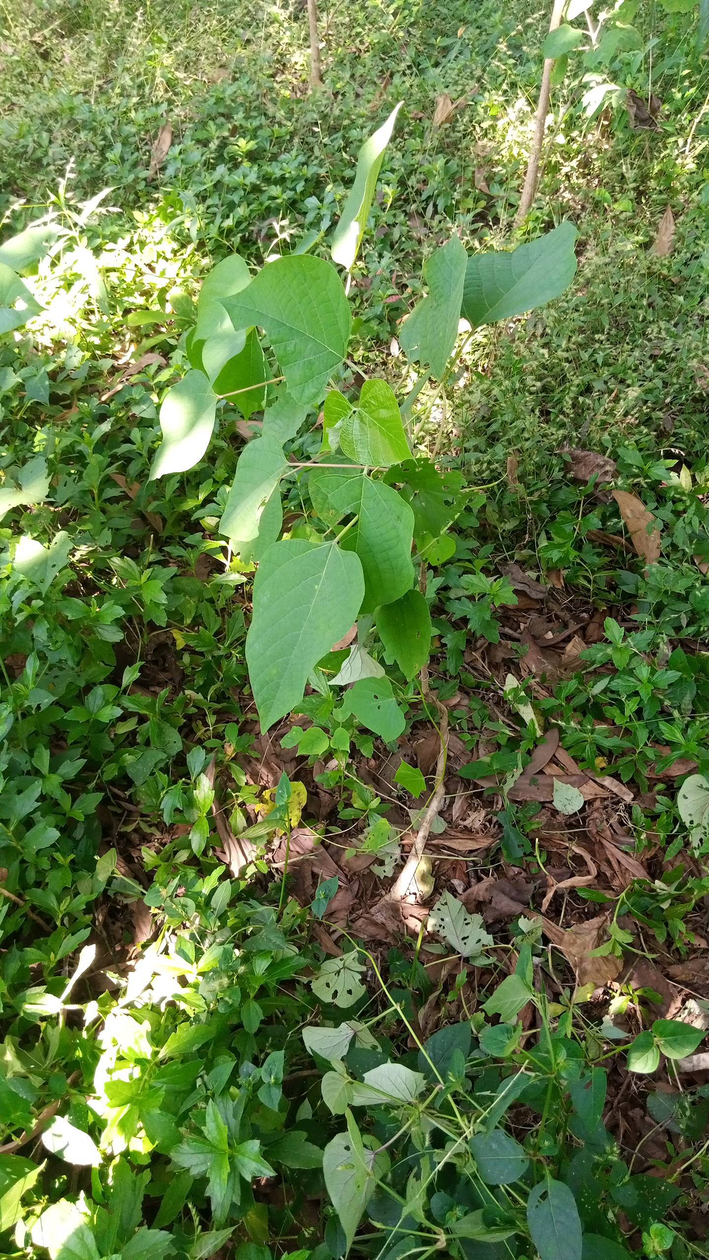 tree