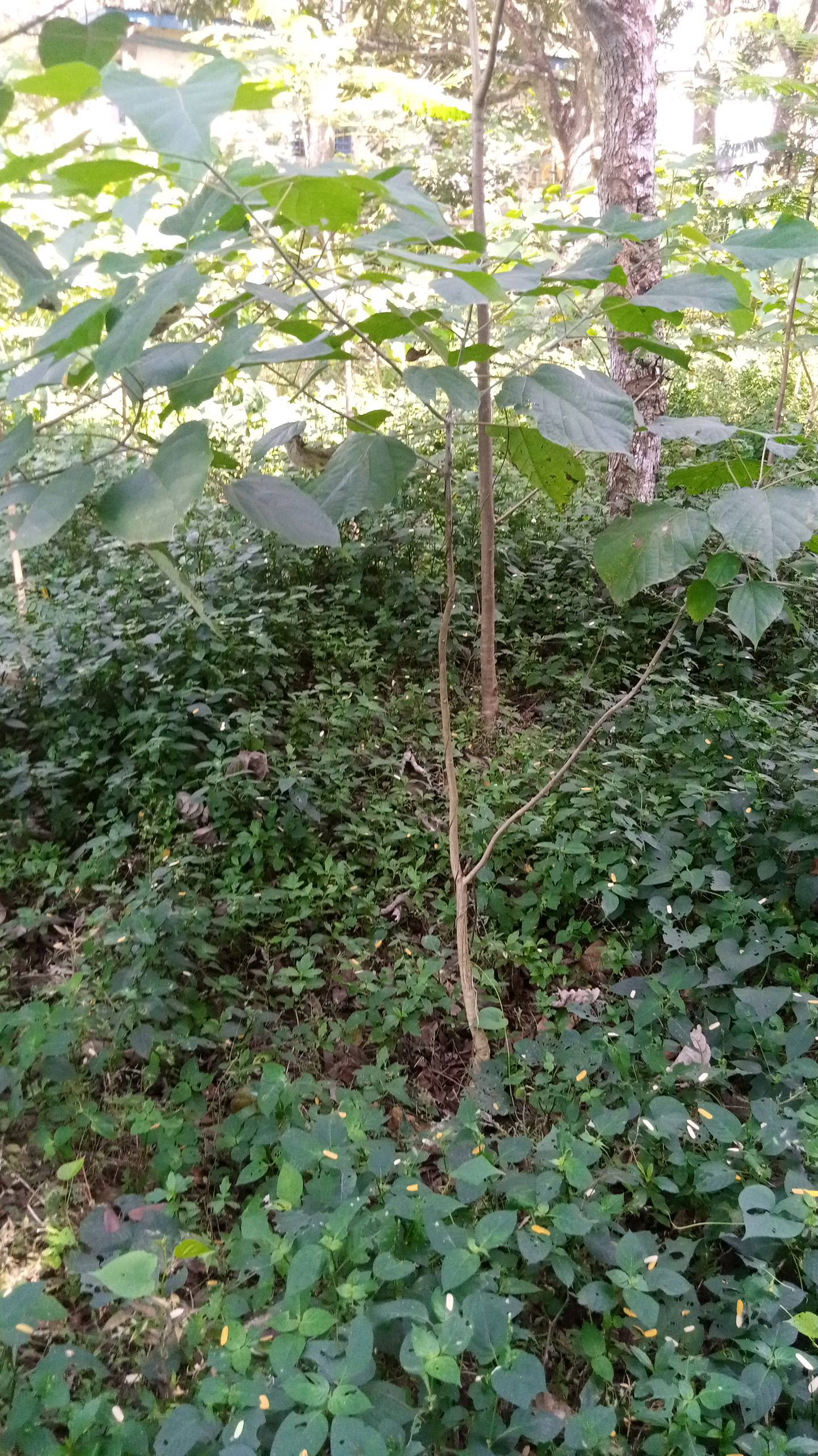 tree