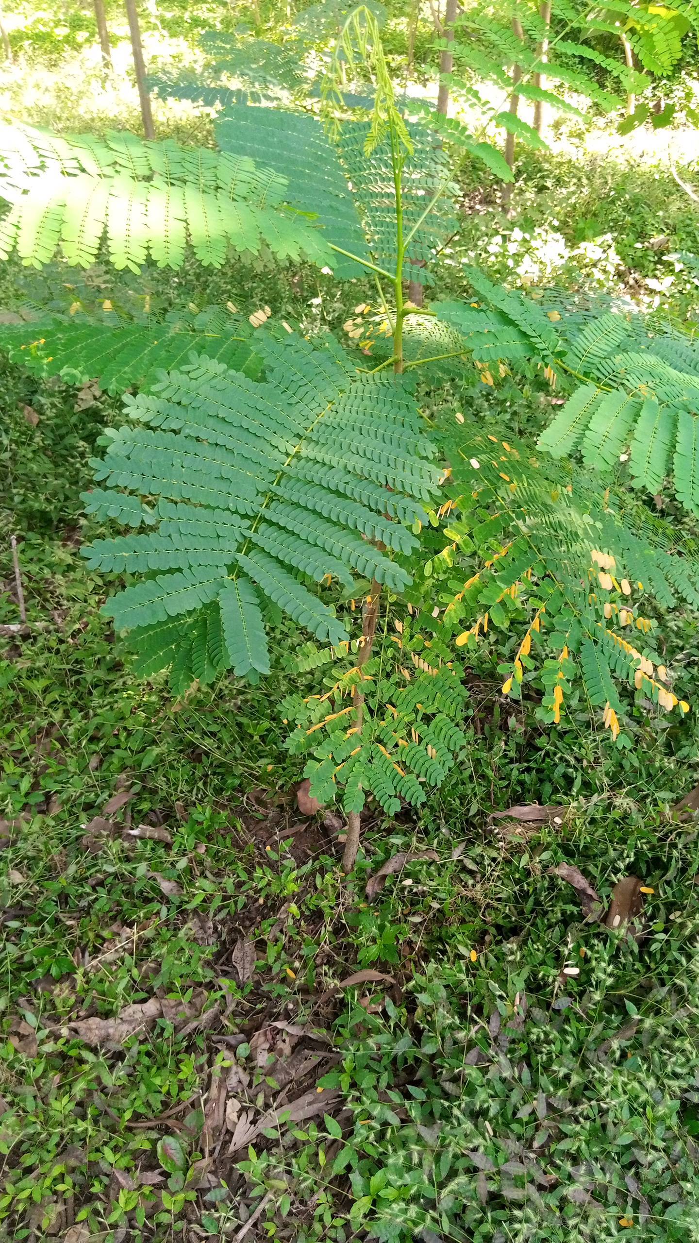 tree