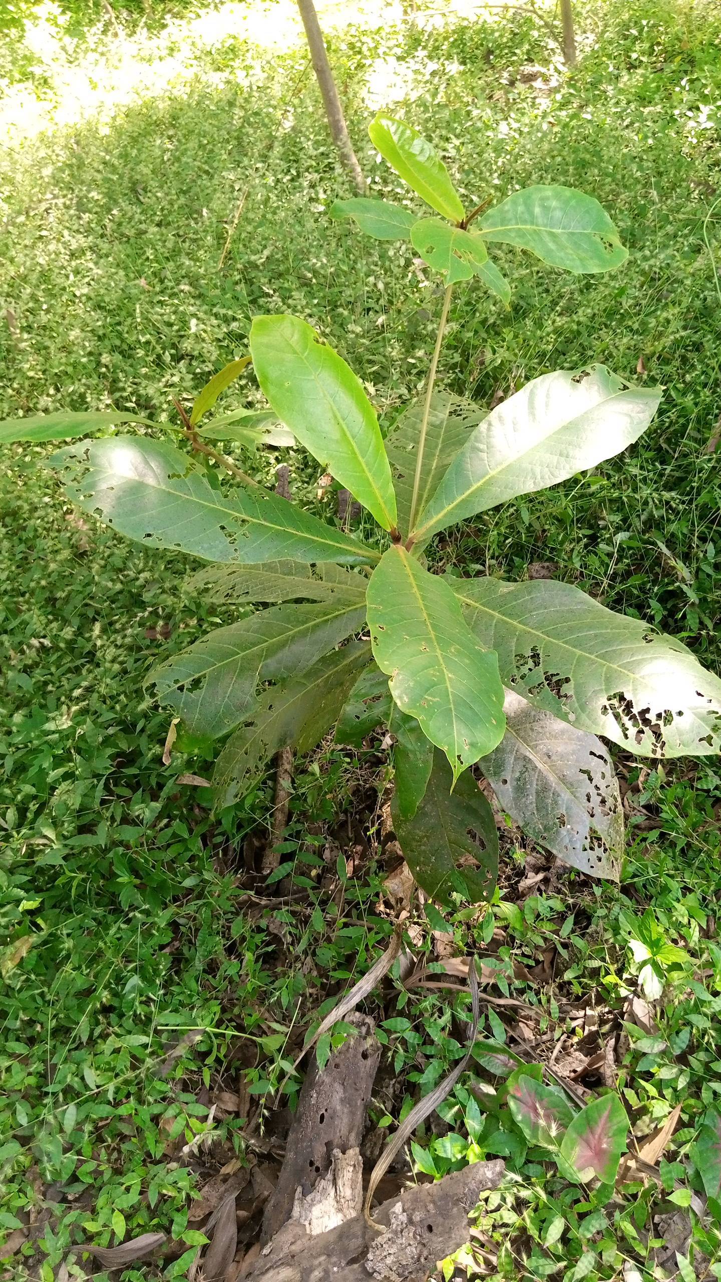 tree