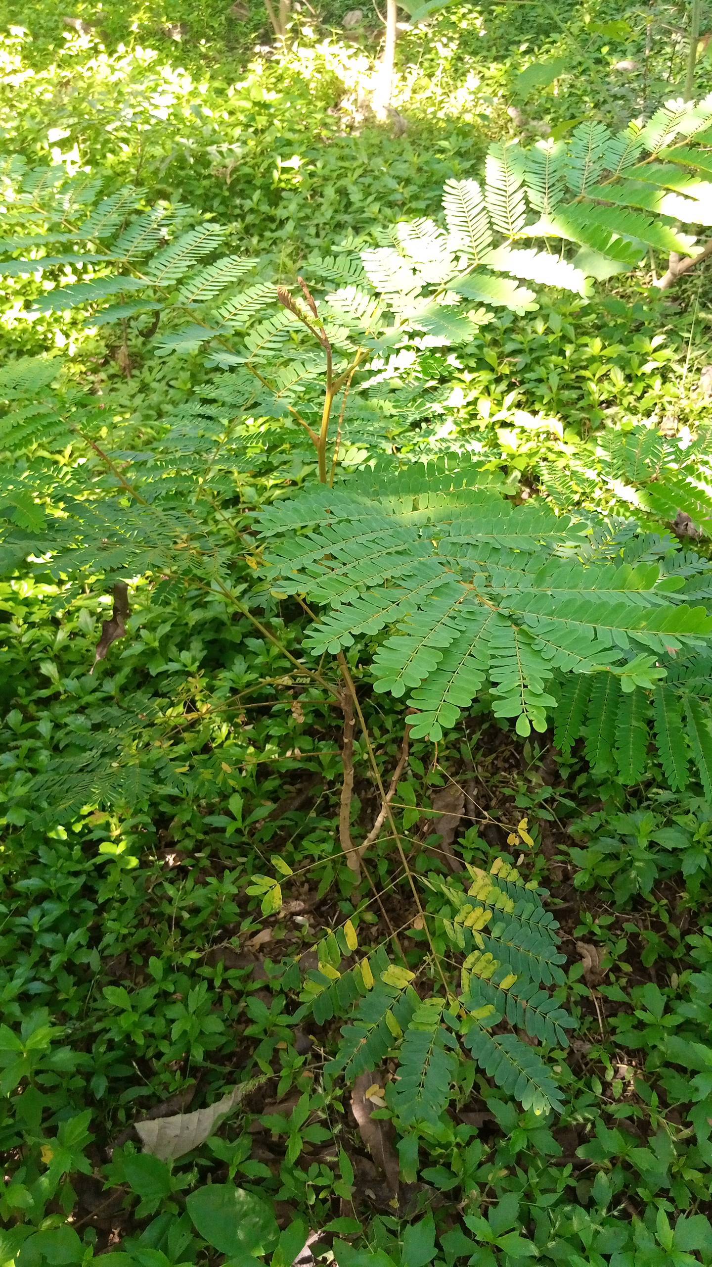 tree