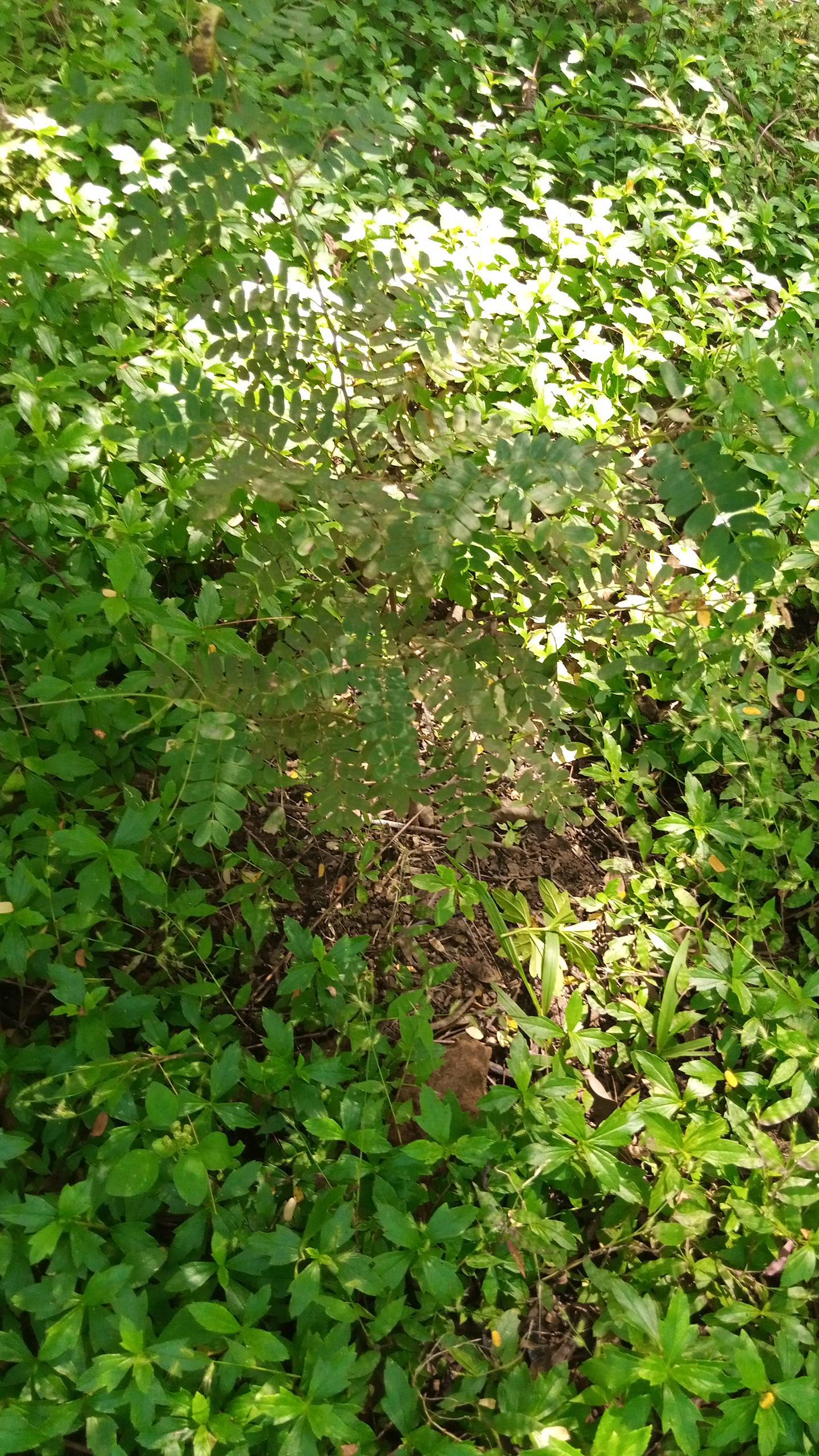 tree