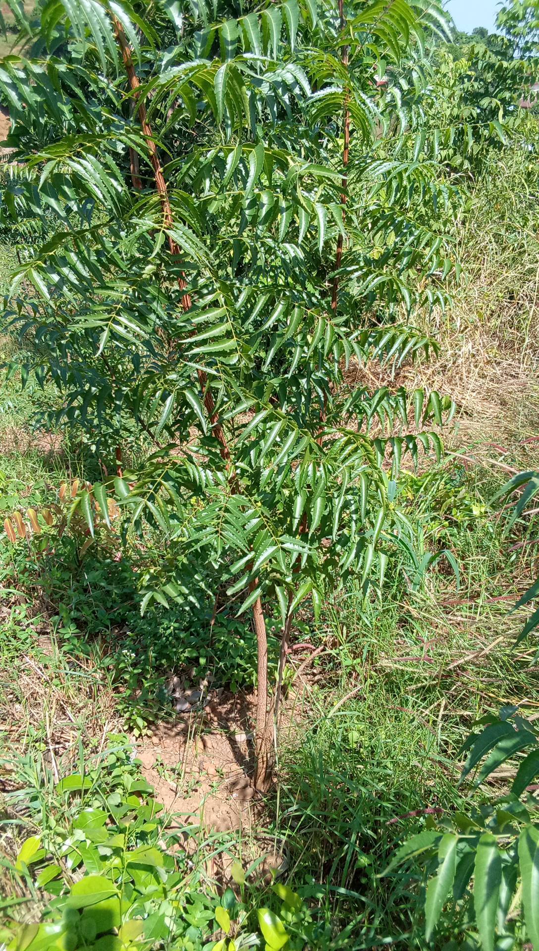 tree