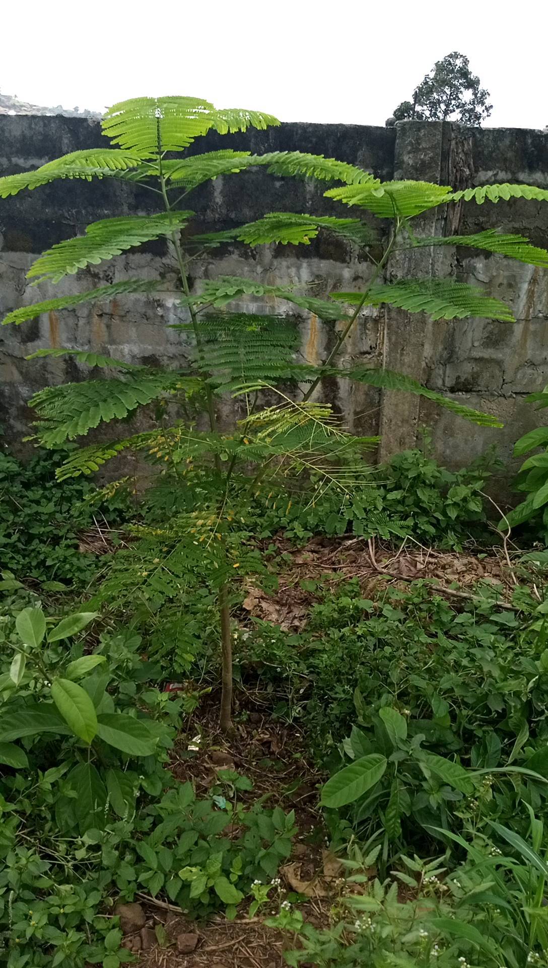 tree