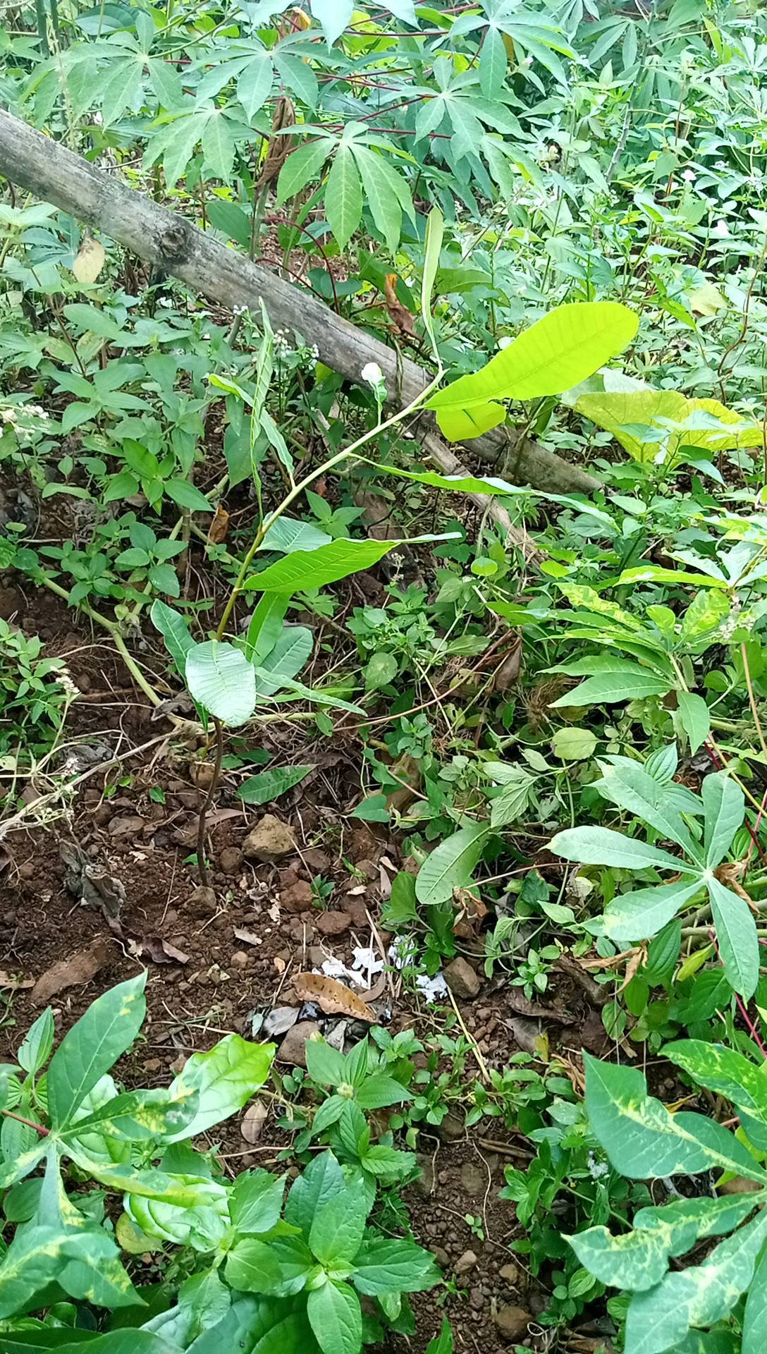 tree
