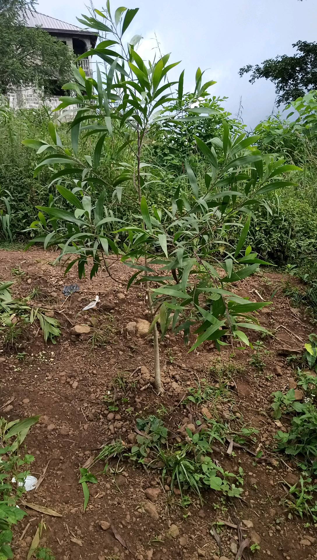 tree