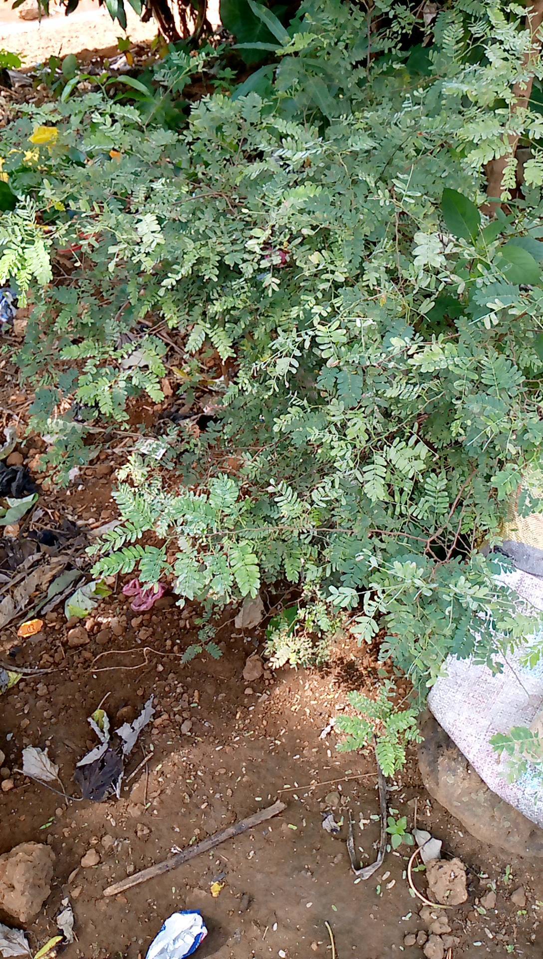 tree