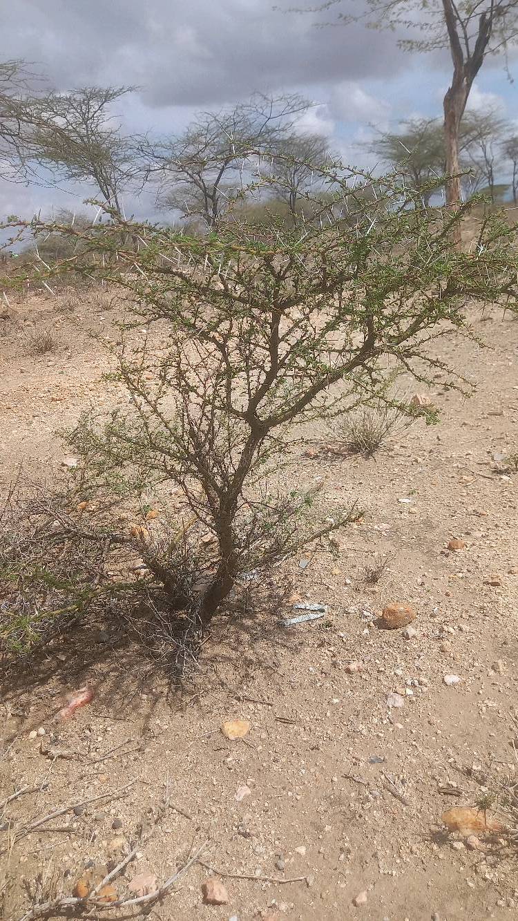 tree