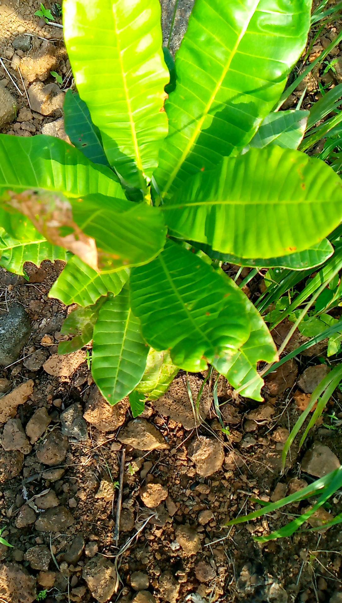 tree
