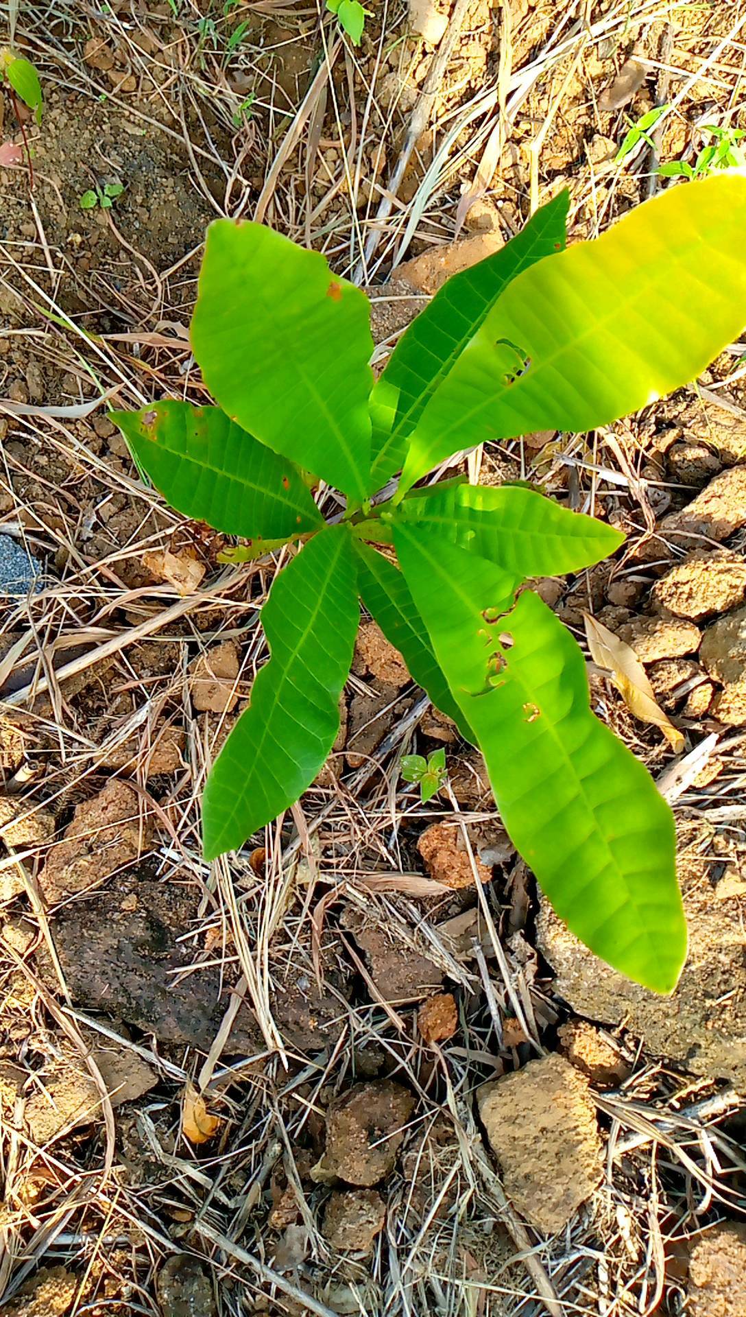 tree