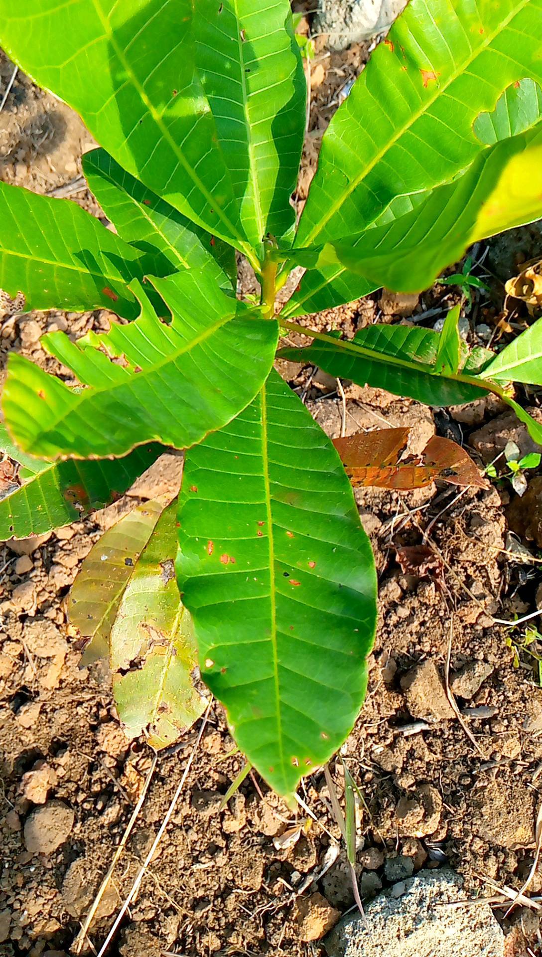 tree