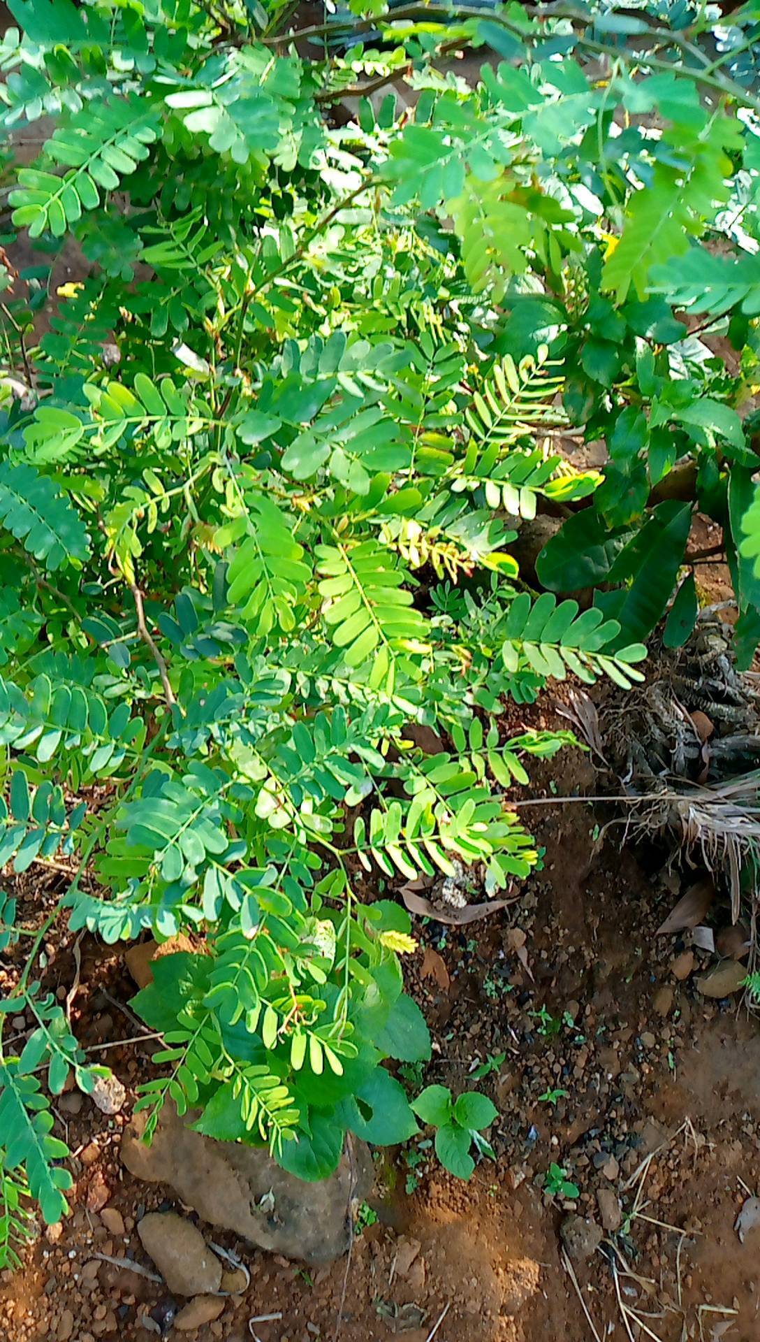 tree