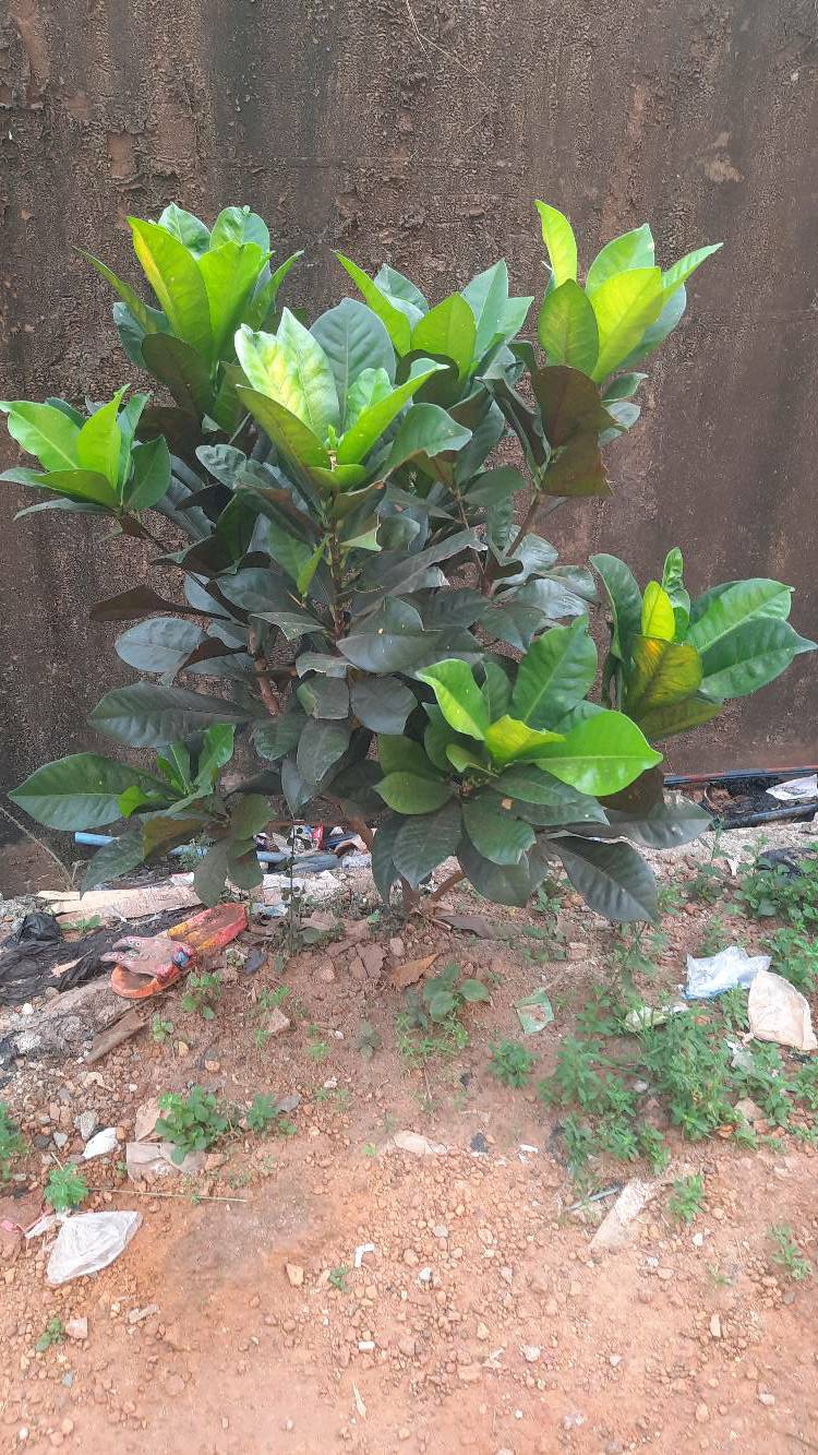 tree