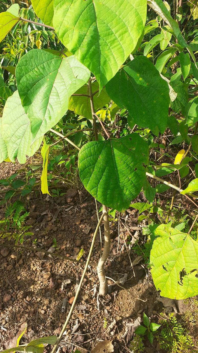 tree