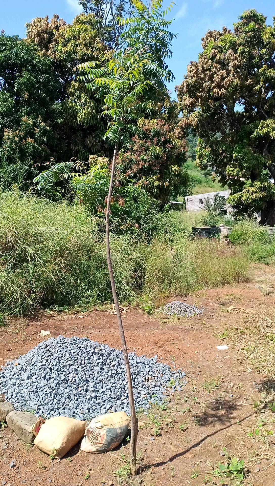 tree