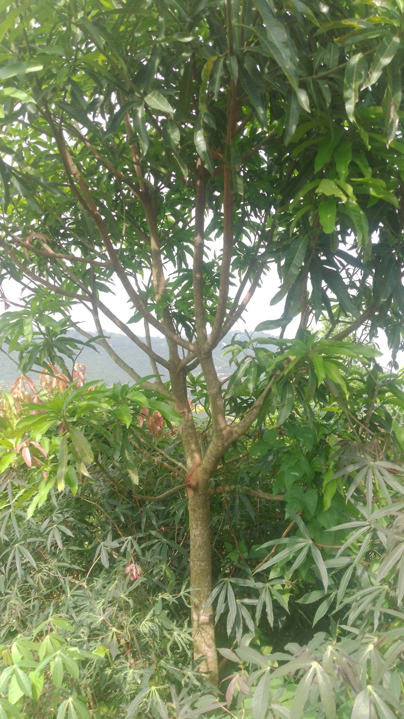 tree