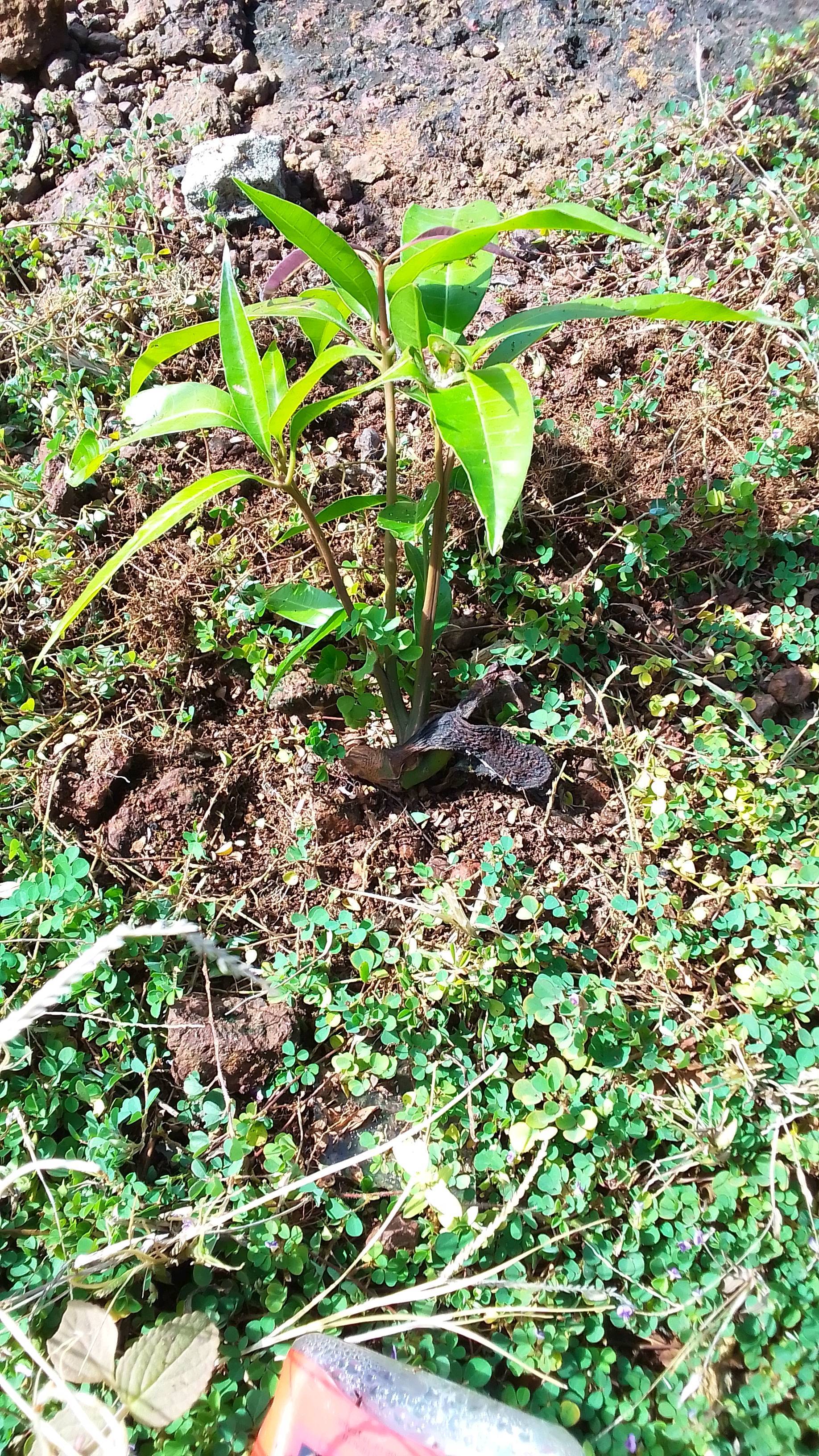 tree
